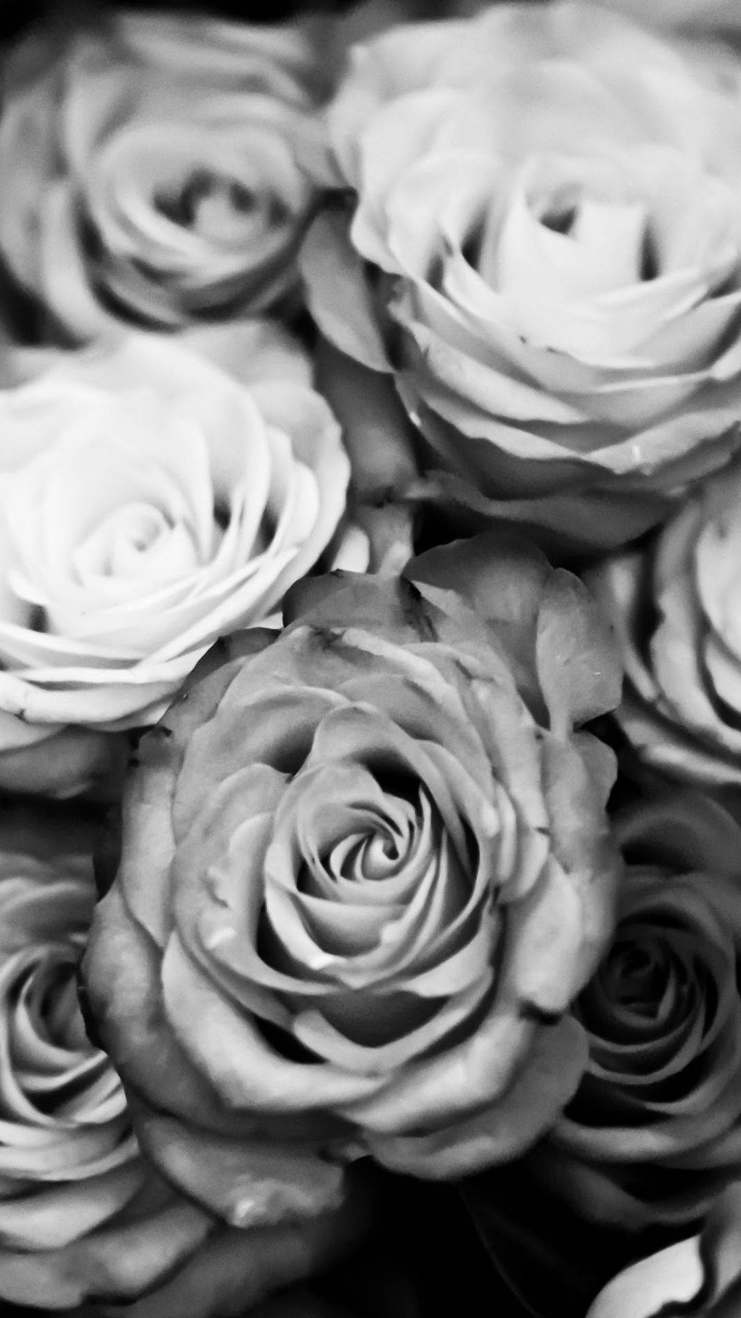 Black Rose iPhone, roses, petal layers, Full HD Phone Wallpaper