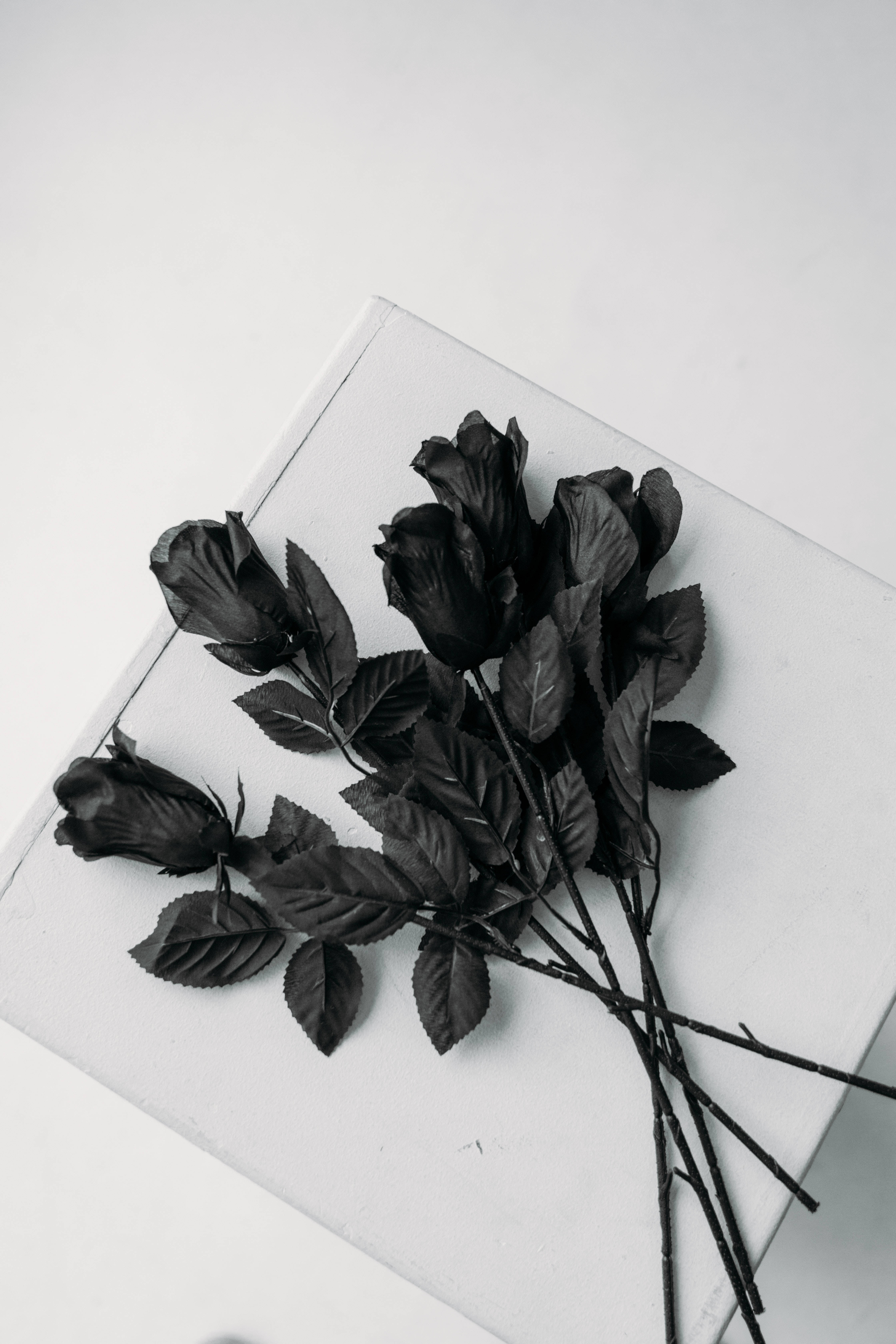 Black Rose iPhone, black roses, dark leaves, 5K Phone Wallpaper