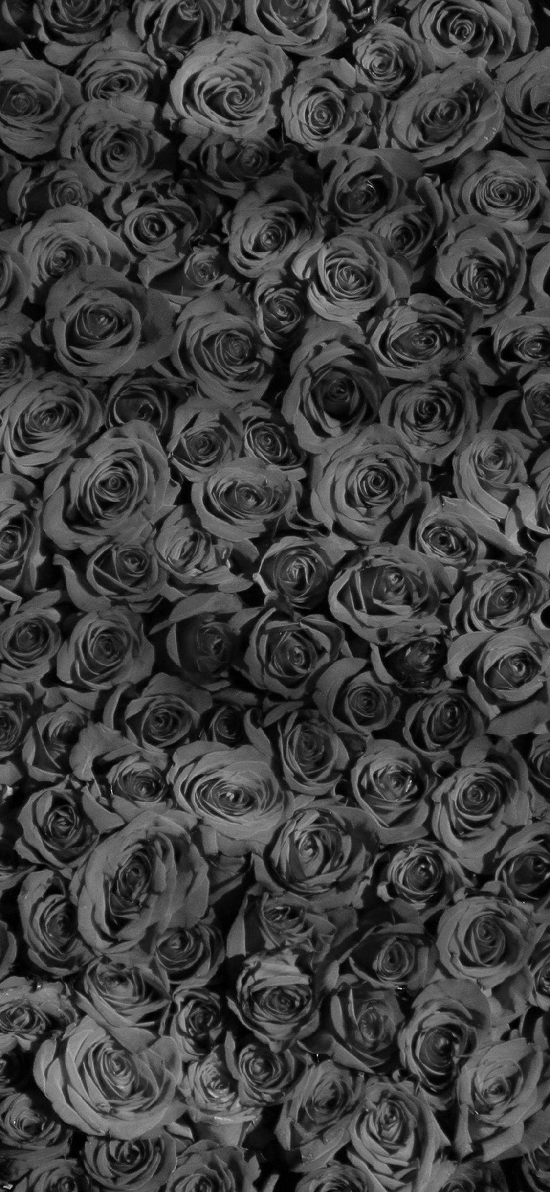Black Rose iPhone, monochrome field, roses, Full HD Phone Wallpaper