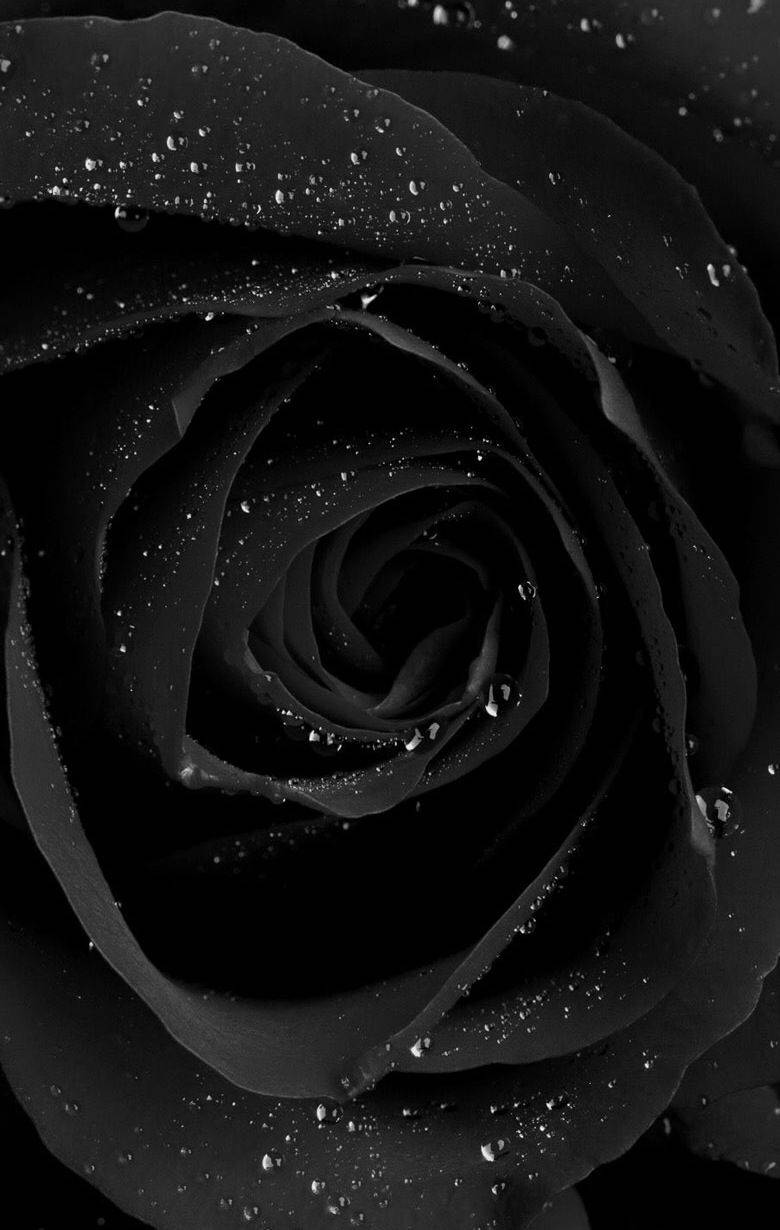 Black Rose iPhone, black rose, velvety petals, SD Phone Wallpaper