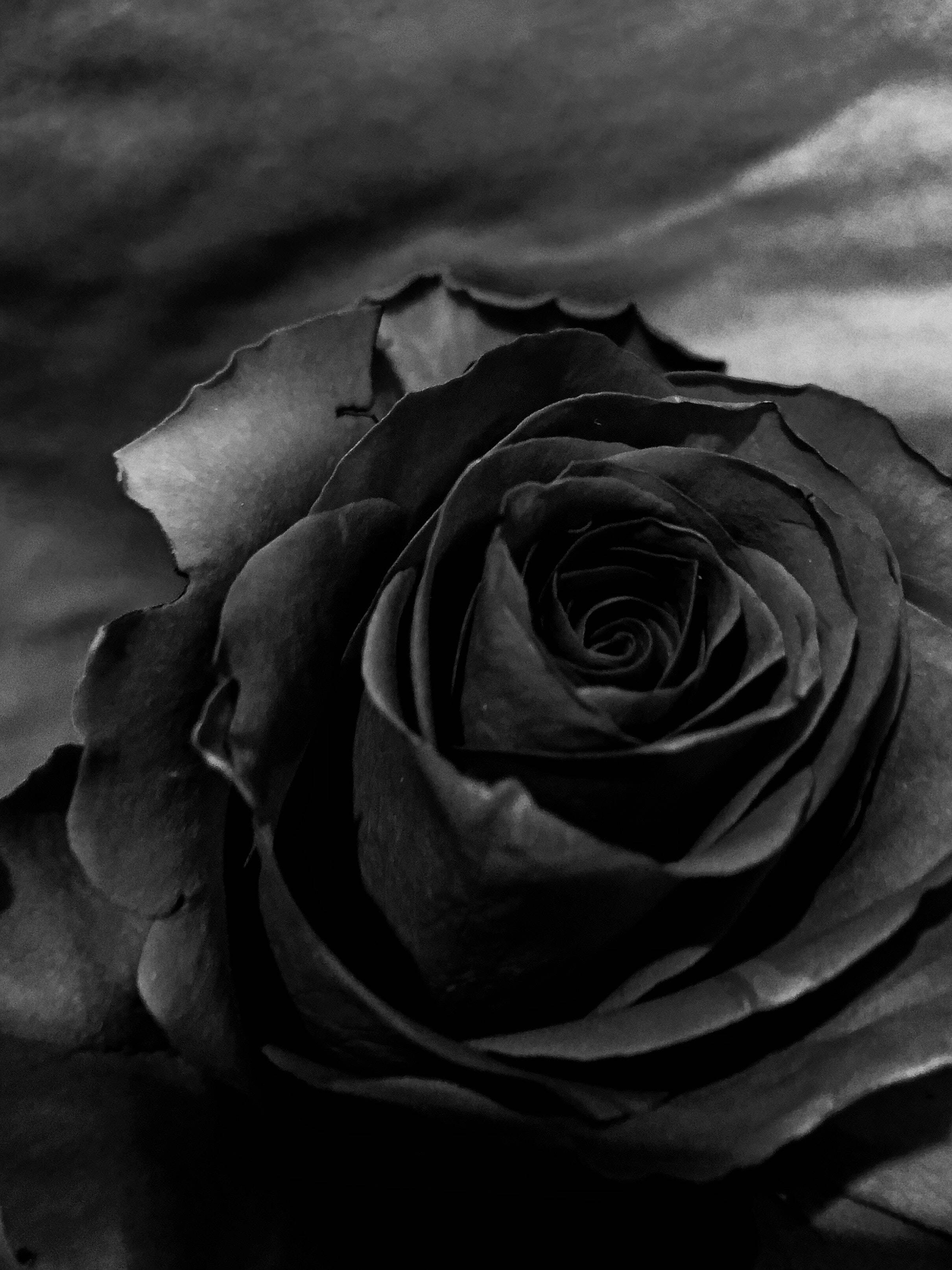 Black Rose, iPhone, monochrome, 2K Phone Wallpaper