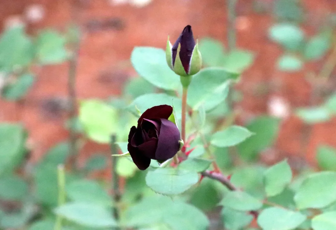 Black Rose