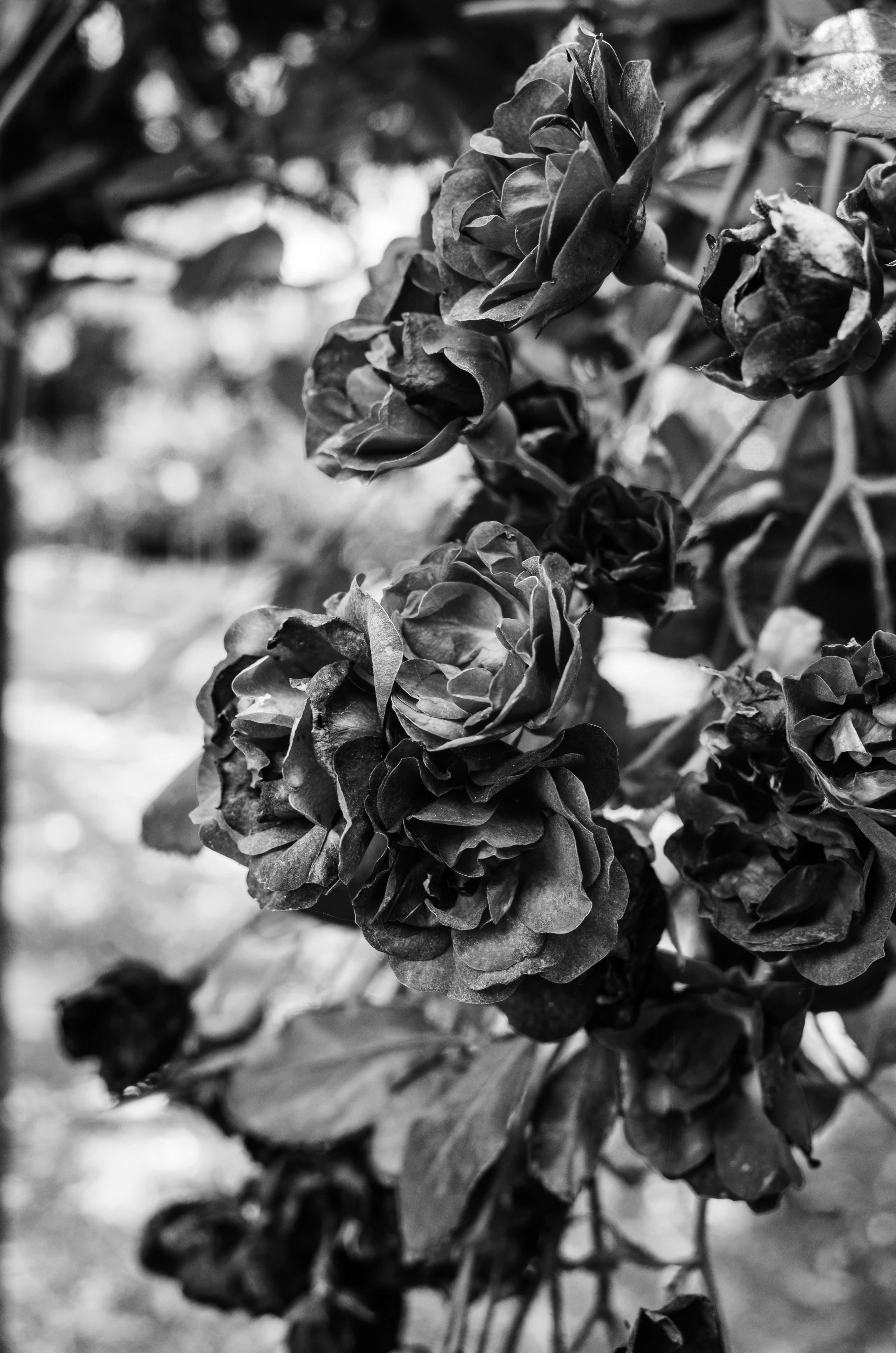 black rose plant, wilted roses, black and white, 4K Phone Wallpaper