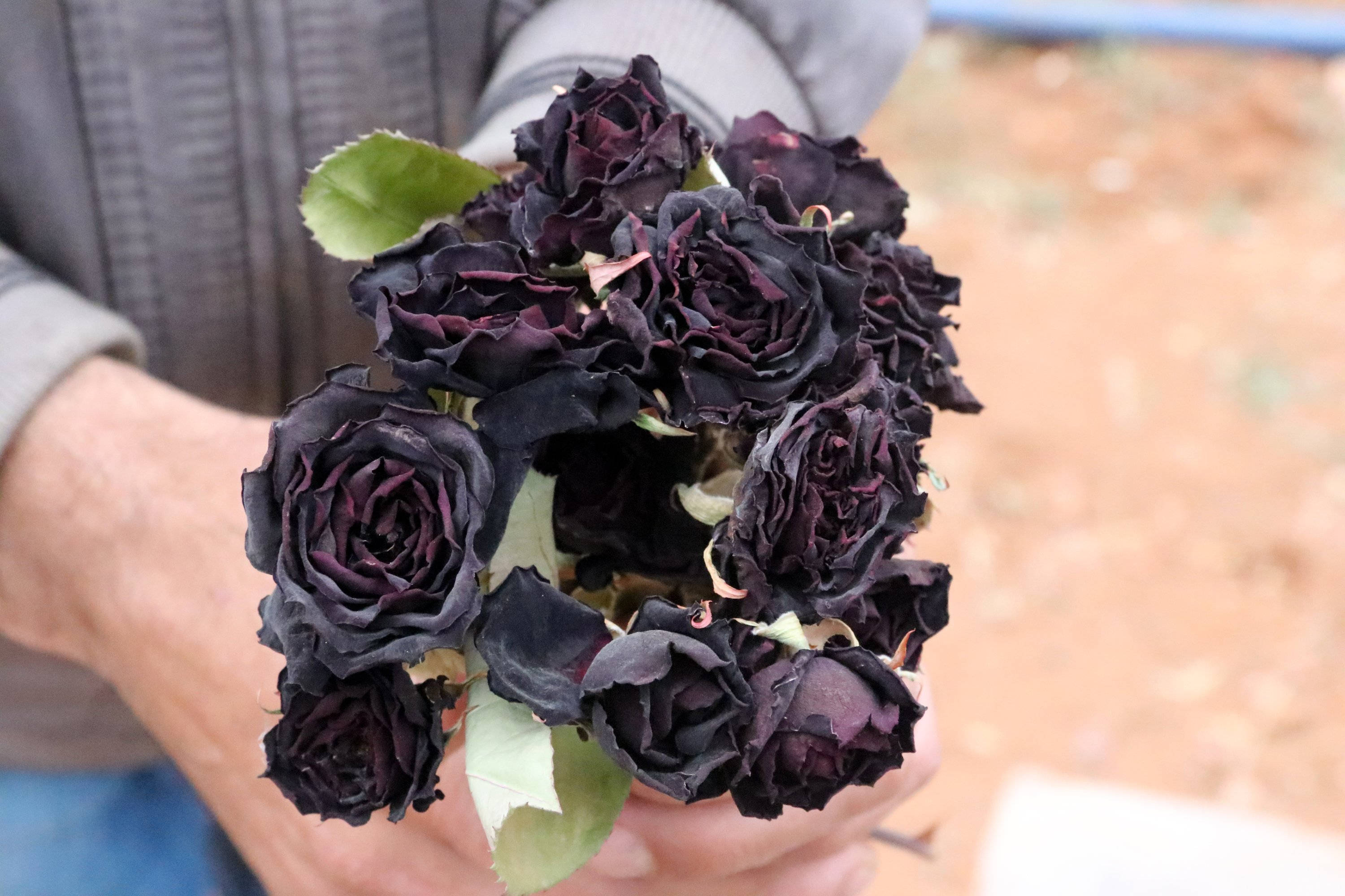 withered black roses, deep black roses, wilted petals, 2K Desktop Wallpaper