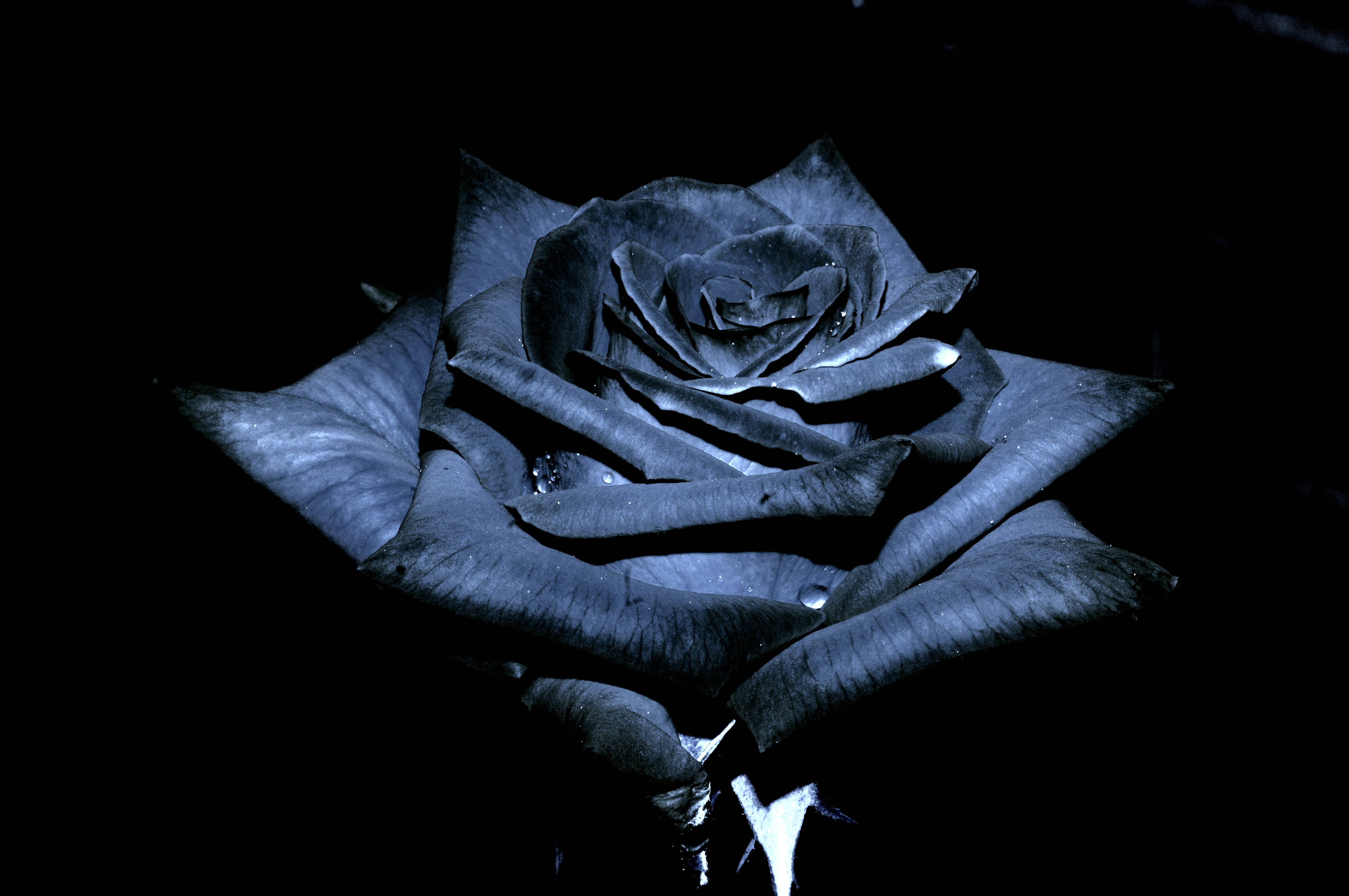 Black Rose, dew drops, dramatic lighting, 4K Desktop Wallpaper