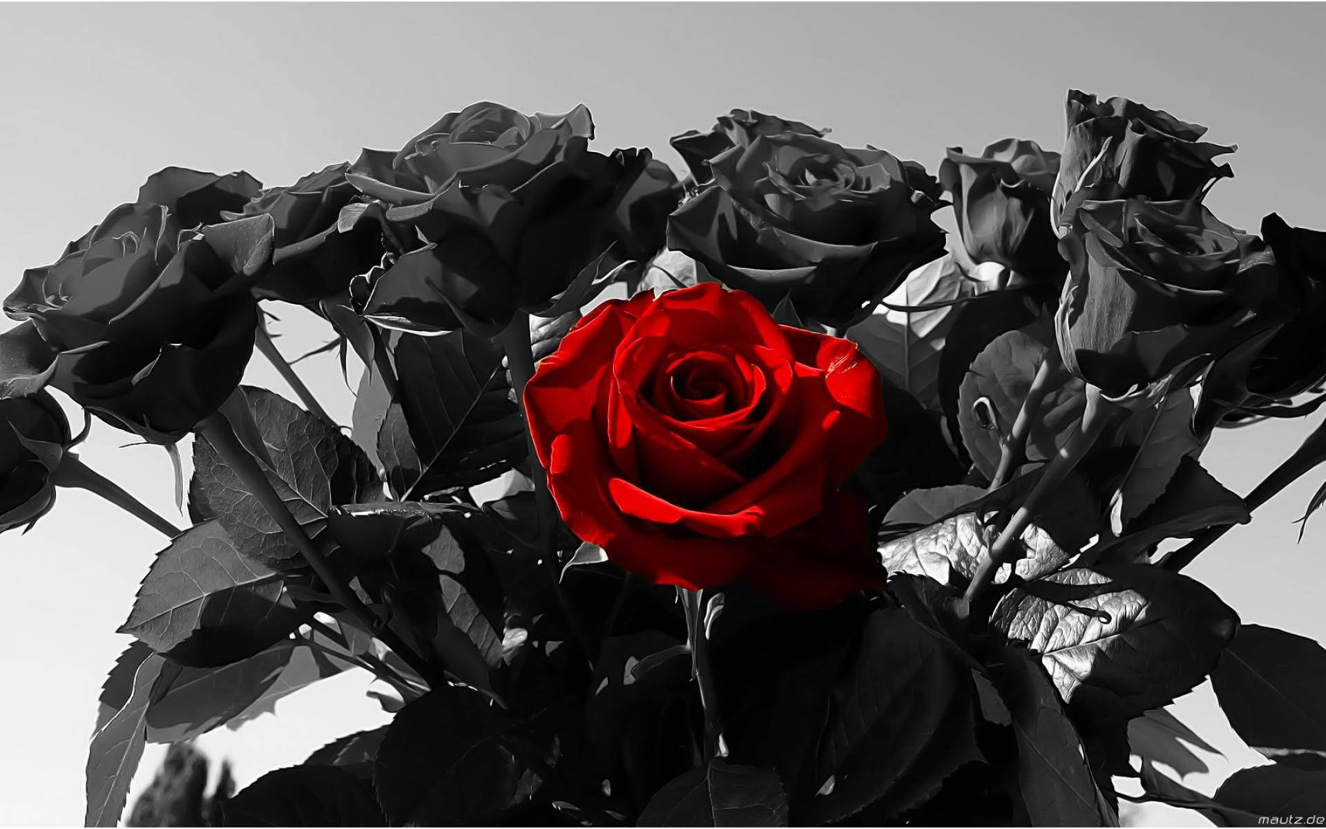 Black Roses, red rose, monochrome cluster of roses and leaves, Full HD Desktop Wallpaper