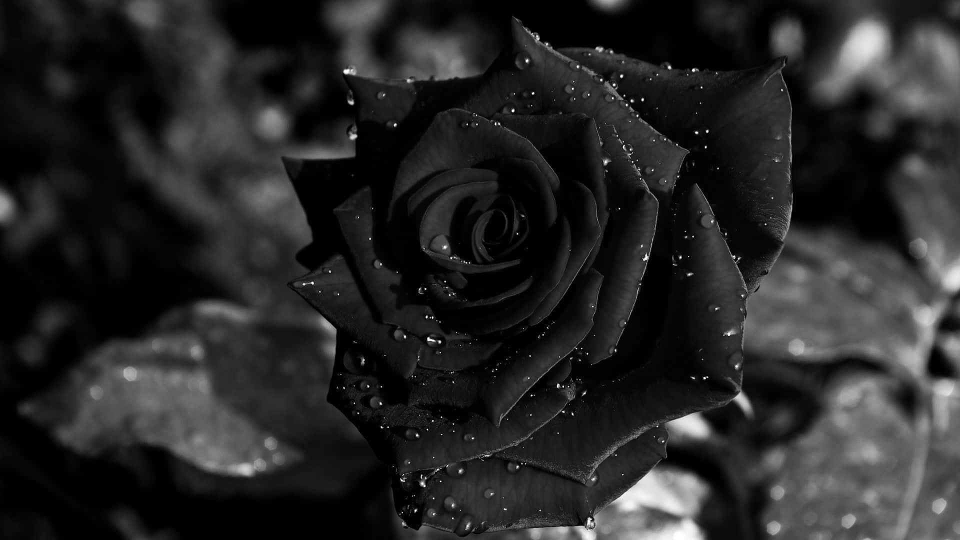 Black Rose, monochrome black rose, dewdrops, Full HD Desktop Wallpaper