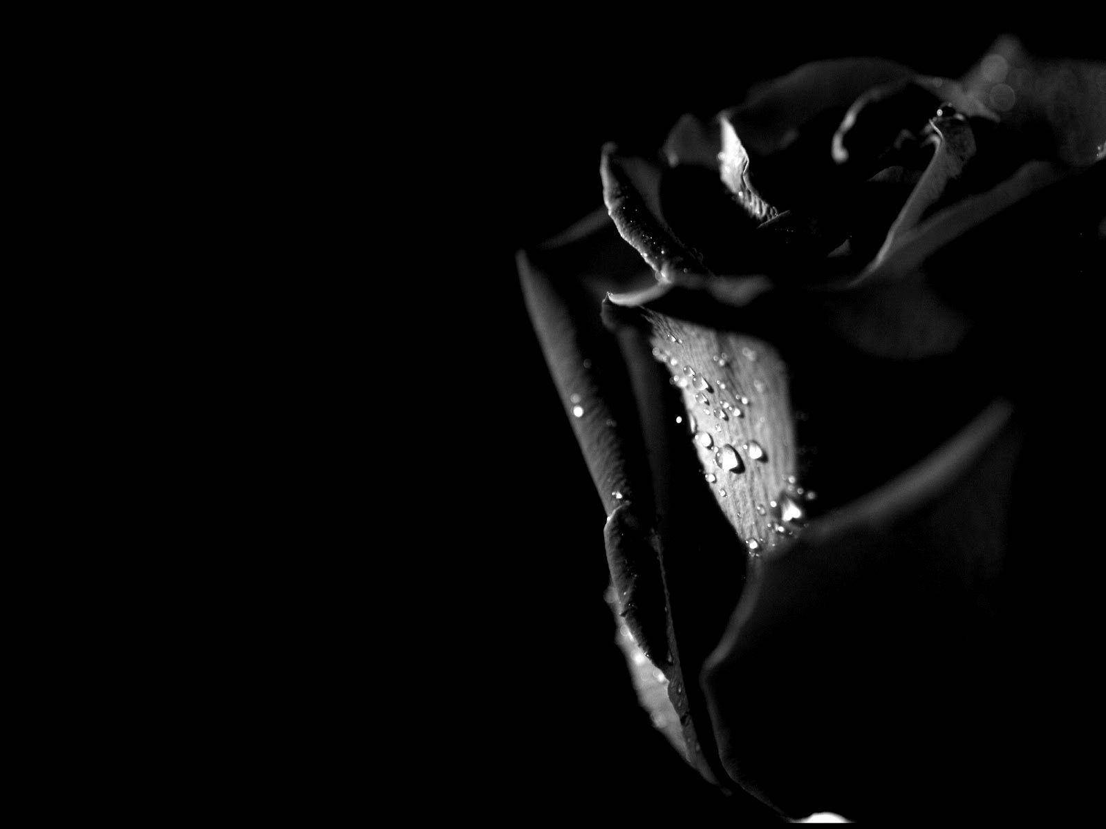 Black Rose, dew drops, monochrome, HD Desktop Wallpaper