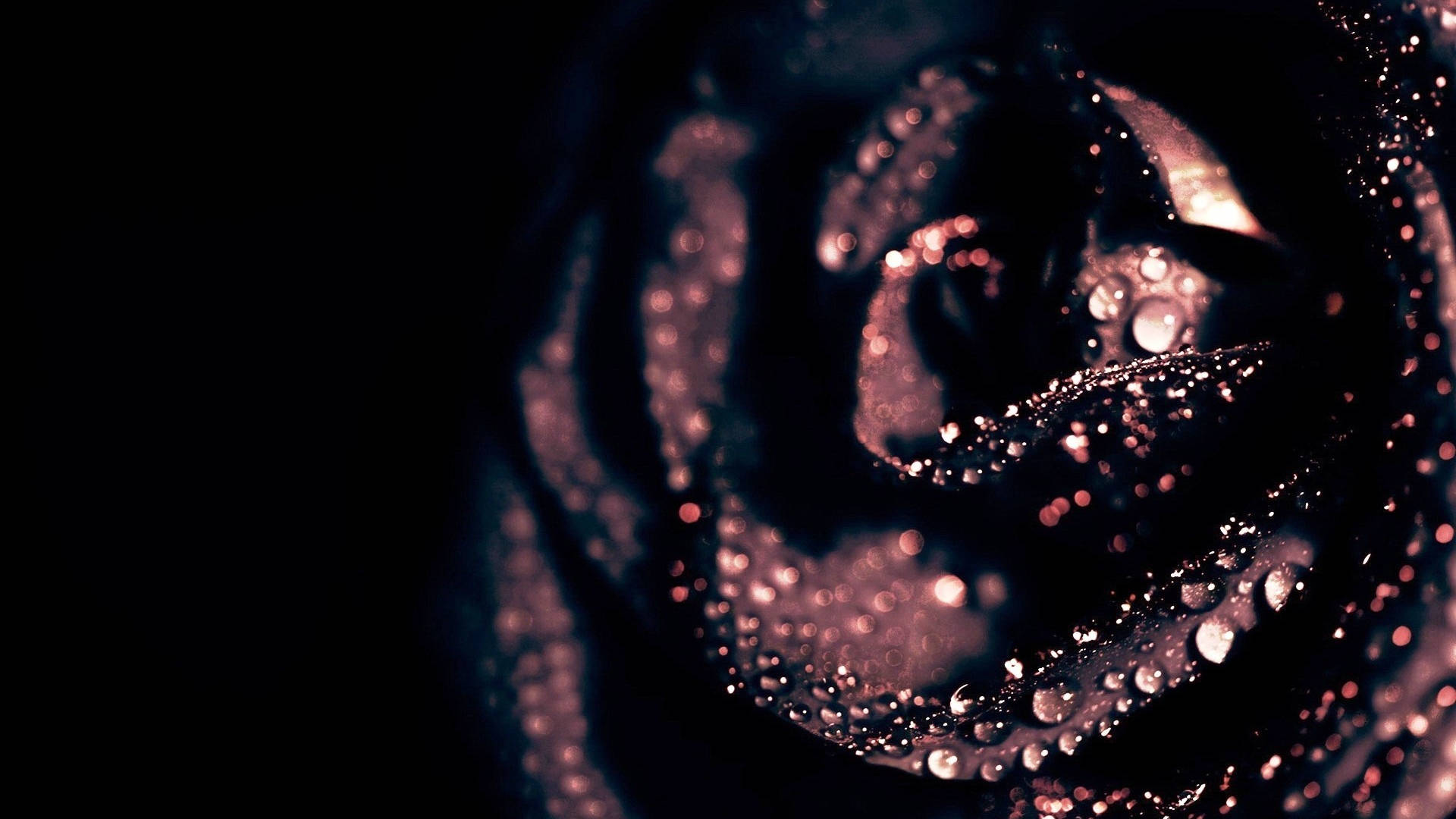 Black Rose, glistening water droplets, soft light, Full HD Desktop Wallpaper