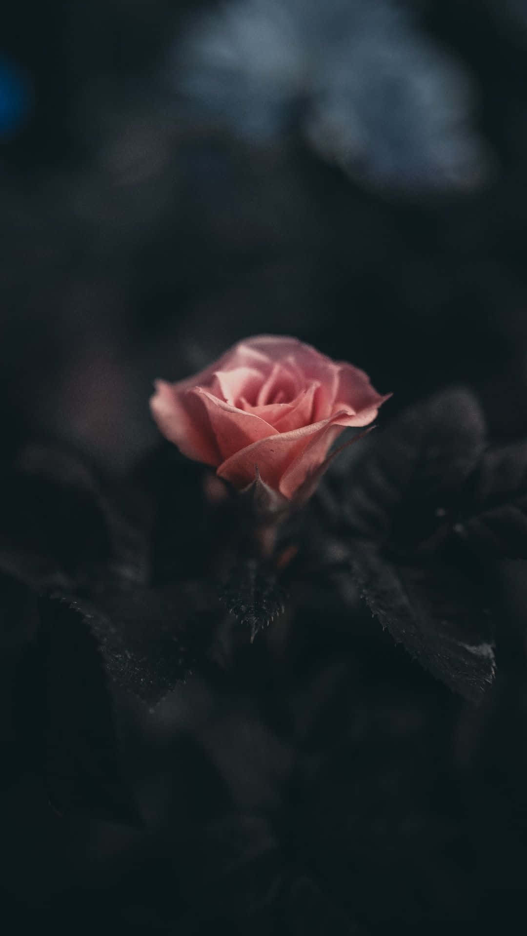 Black Rose Aesthetic, pink rose, dark blurred background, Full HD Phone Wallpaper