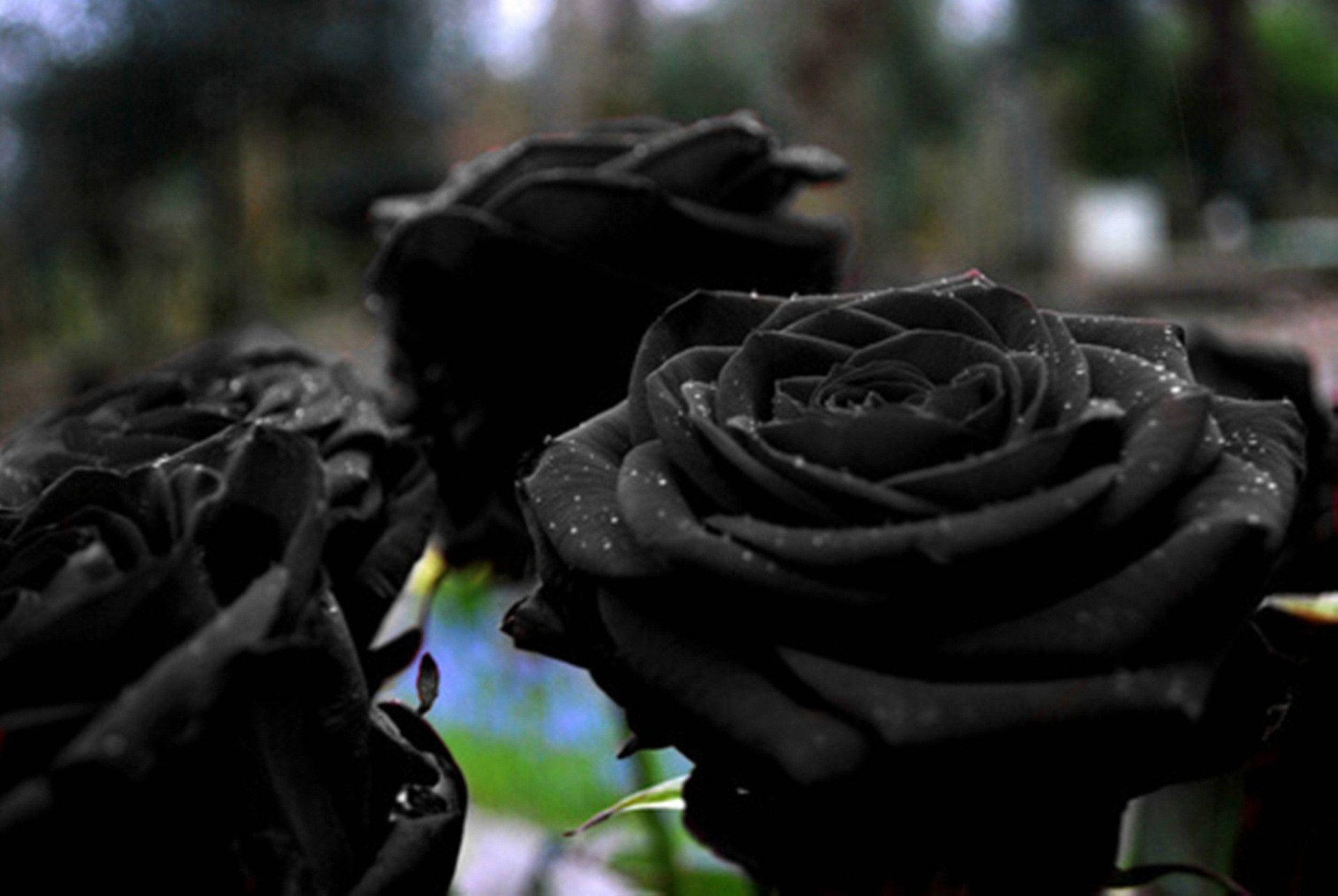 black roses, dew-kissed, soft blurred greenery, Full HD Desktop Wallpaper