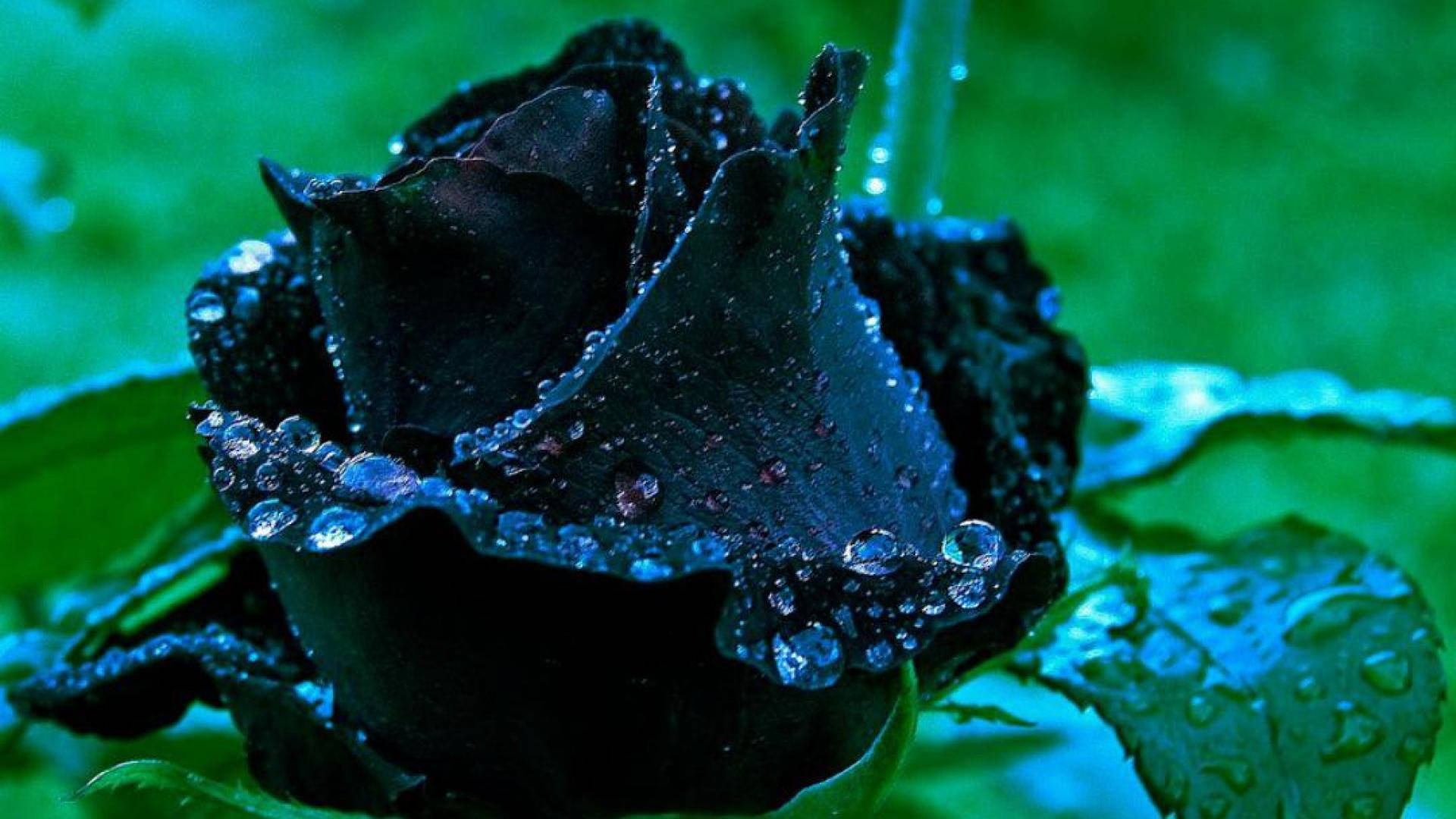 Black Rose, dewdrops, vibrant green, Full HD Desktop Wallpaper