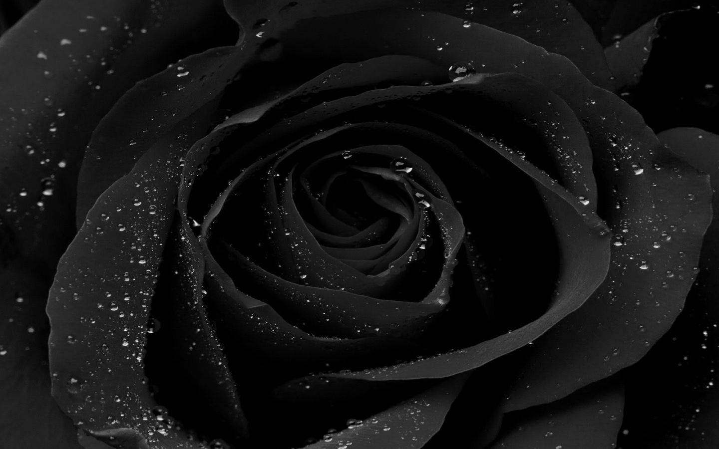 black rose, water droplets, velvety petals, HD Desktop Wallpaper