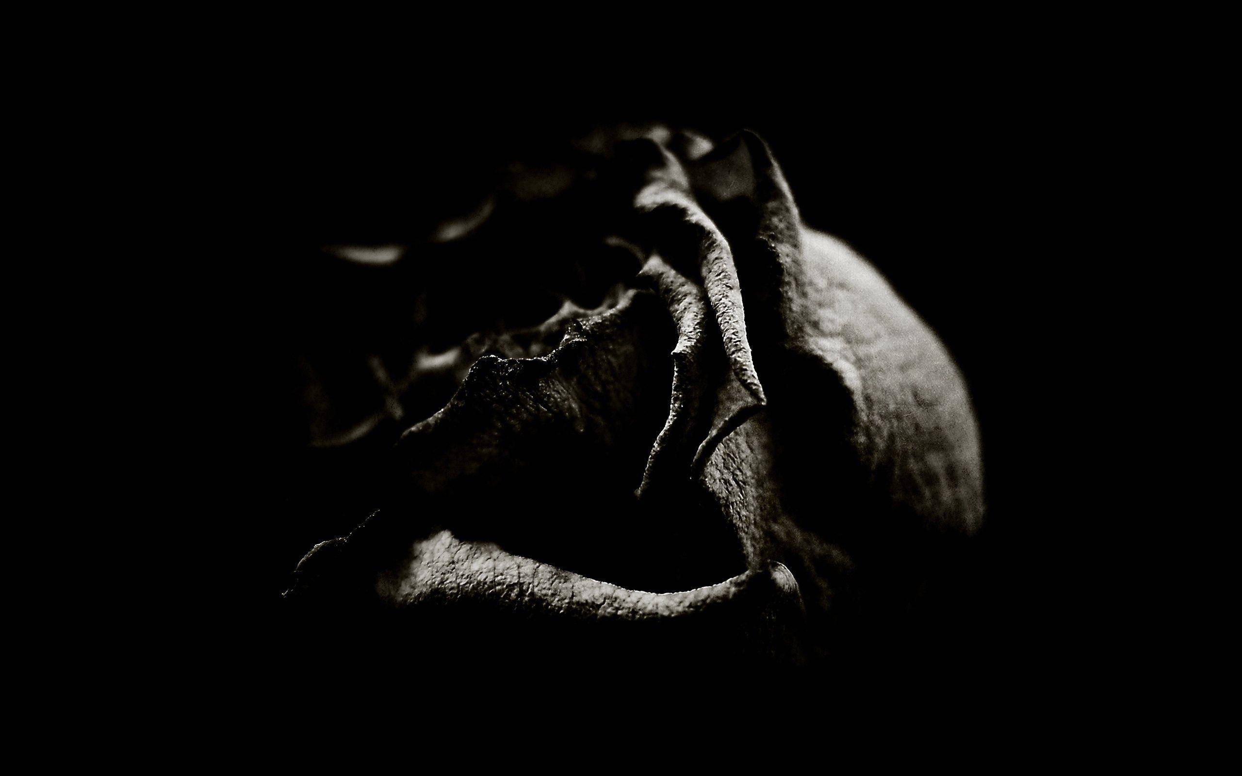 Black Rose, dried rose, textured petals, 2K Desktop Wallpaper