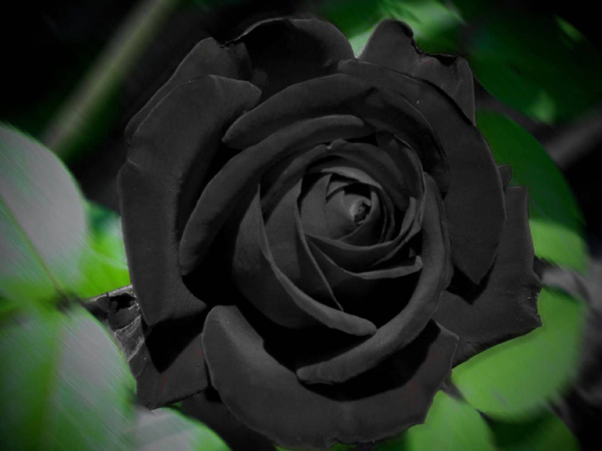 Black Rose, velvety black rose, intricate petals, Full HD Desktop Wallpaper