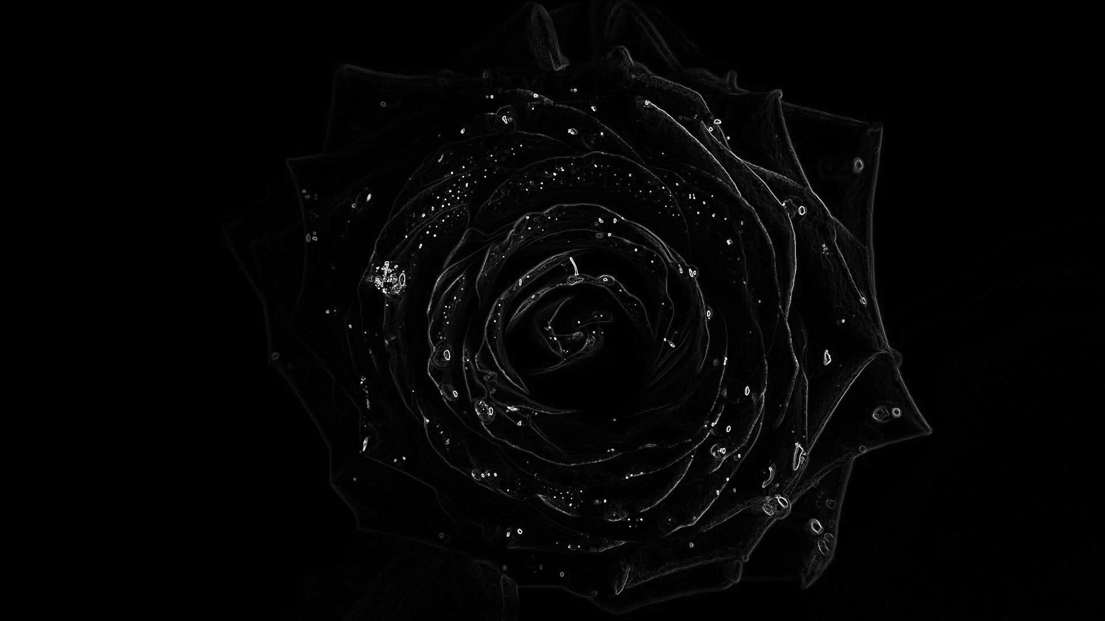 Black Rose, glistening water droplets, pure black background, 4K Desktop Wallpaper