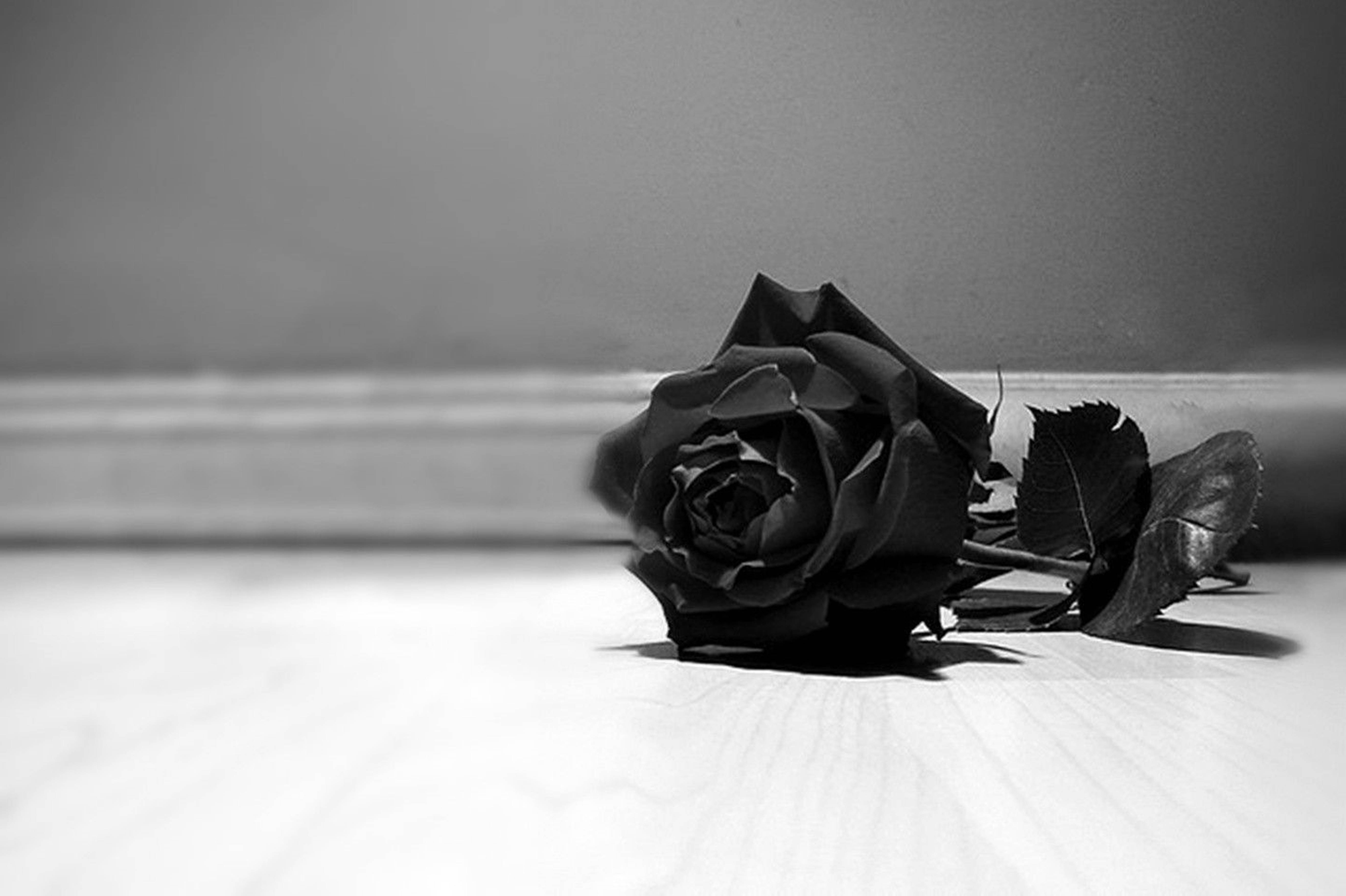 black rose, light wooden floor, blurred gray wall, 5K Desktop Wallpaper