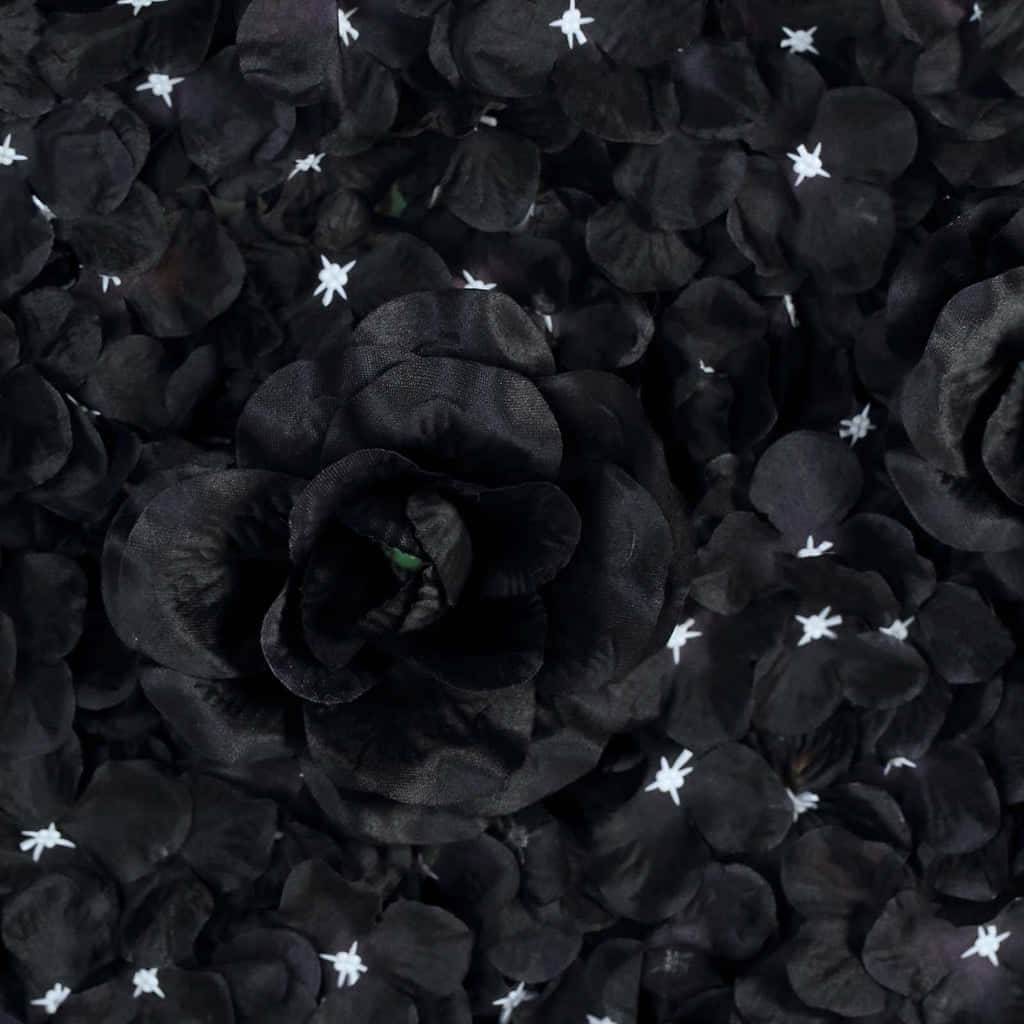 black fabric rose, black petals, white star-shaped accents, SD Desktop Wallpaper