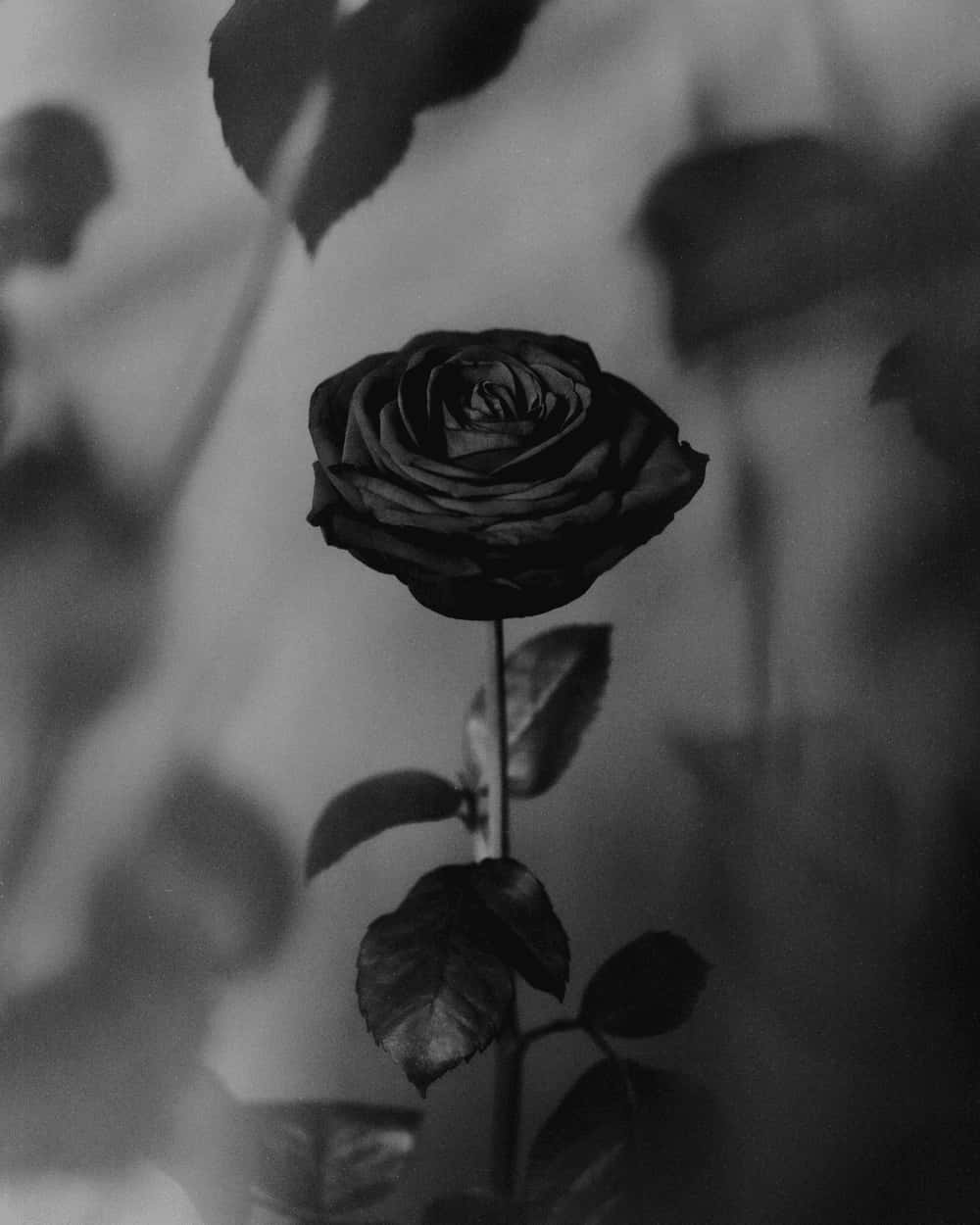 Black Rose, soft focus, blurred background, SD Phone Wallpaper