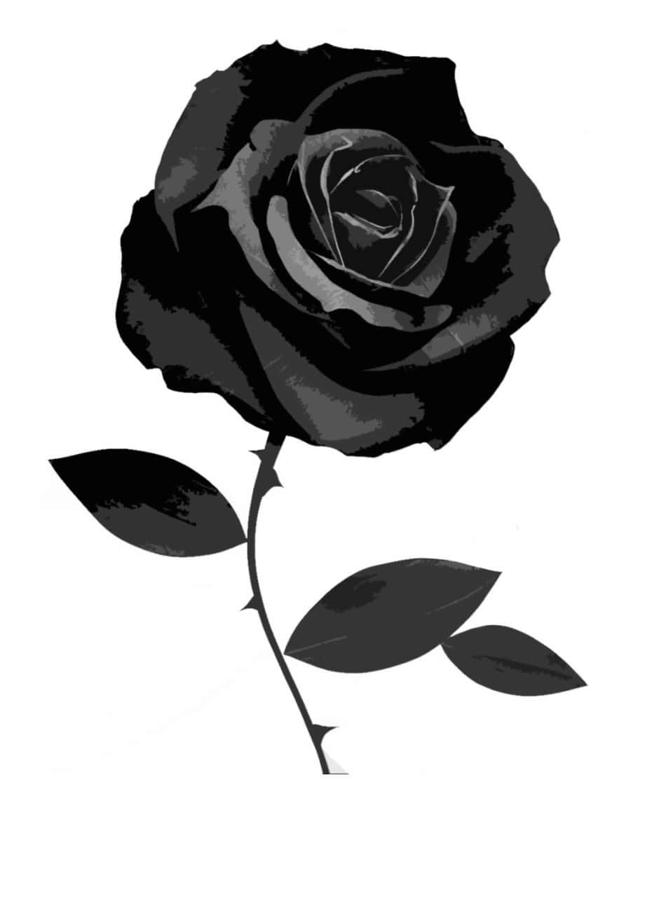 Black Rose, detailed petals, thorny stem, HD Phone Wallpaper