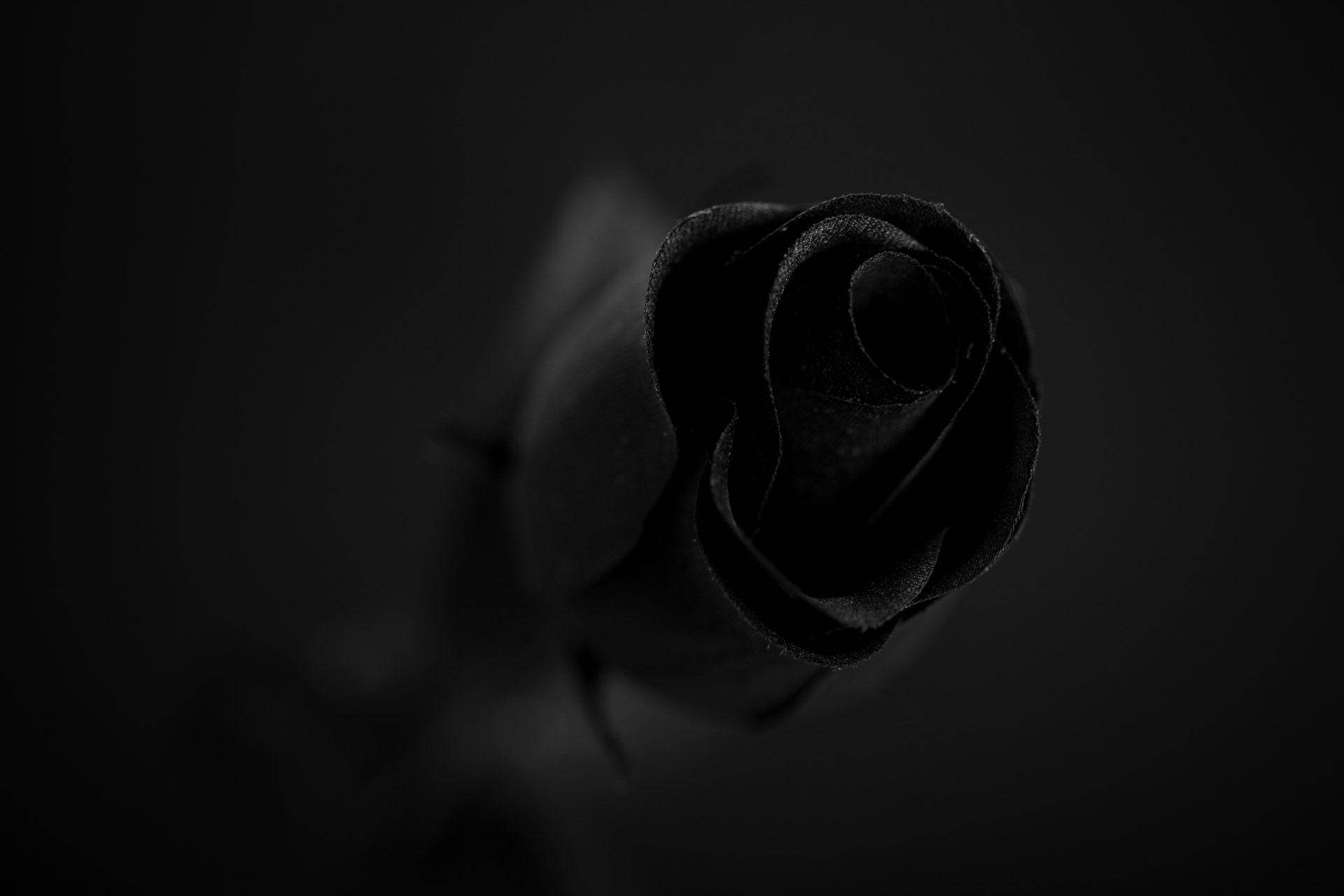 Black Rose, velvety petals, thorns, Full HD Desktop Wallpaper