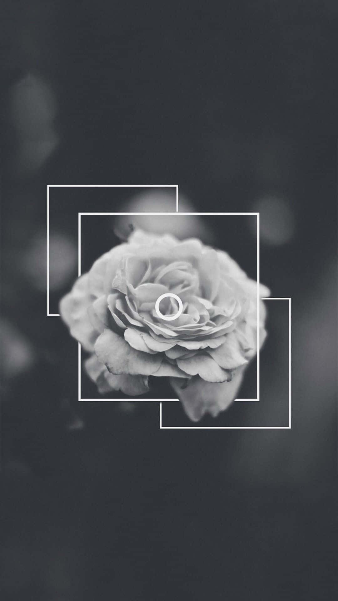 Black Rose, monochrome rose, white geometric frames, Full HD Phone Wallpaper