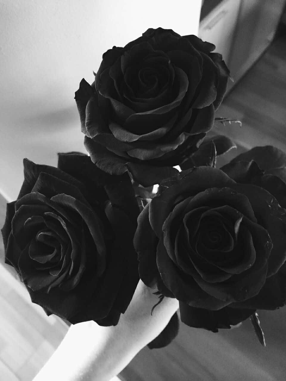 Black Rose, monochrome, close-up, HD Phone Wallpaper