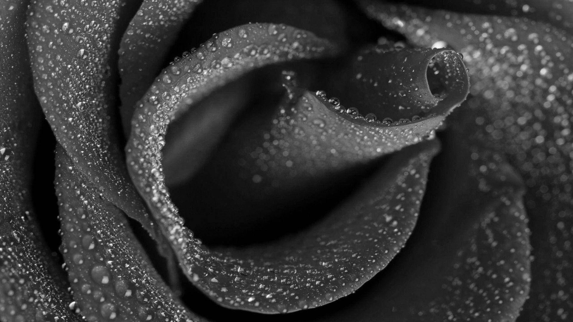Black Rose, dewdrops, velvety petals, Full HD Desktop Wallpaper