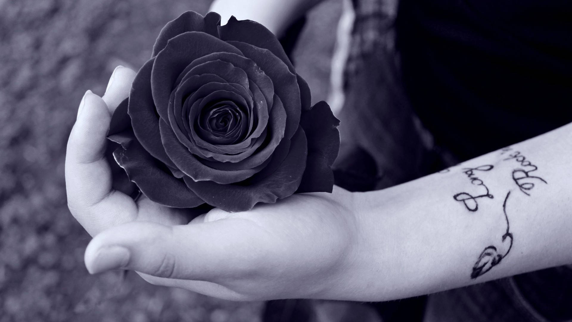 Black Rose, hand, dark rose, Full HD Desktop Wallpaper