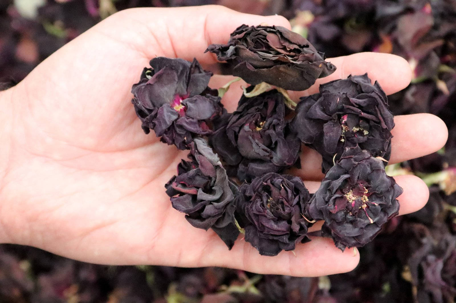 withered black roses, purple undertones, blurred floral background, HD Desktop Wallpaper