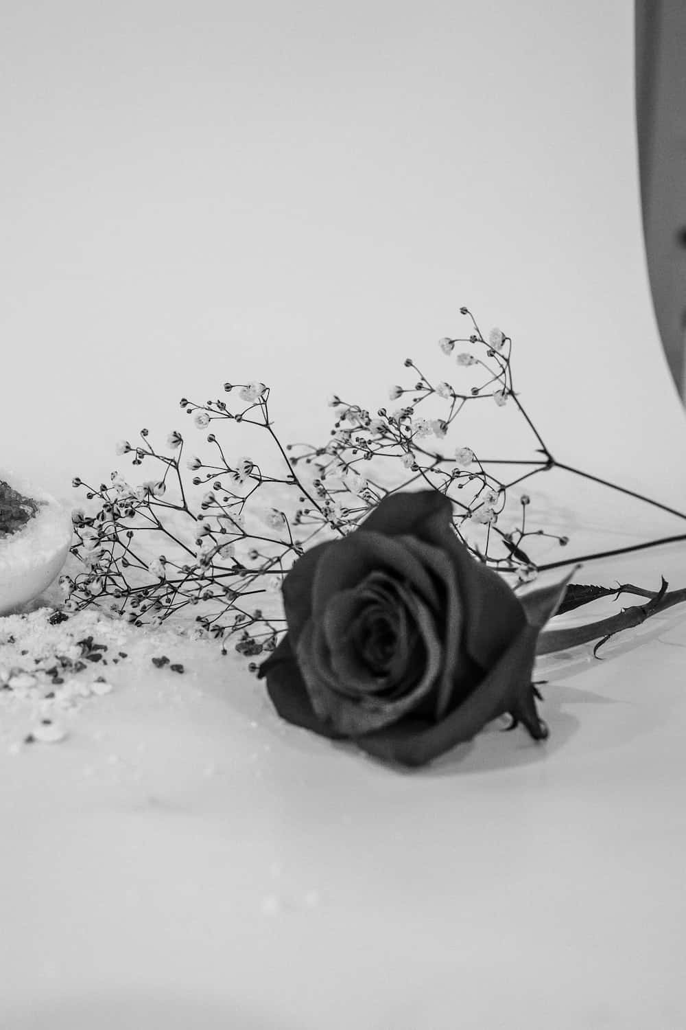 black rose, baby's breath, monochrome, HD Phone Wallpaper