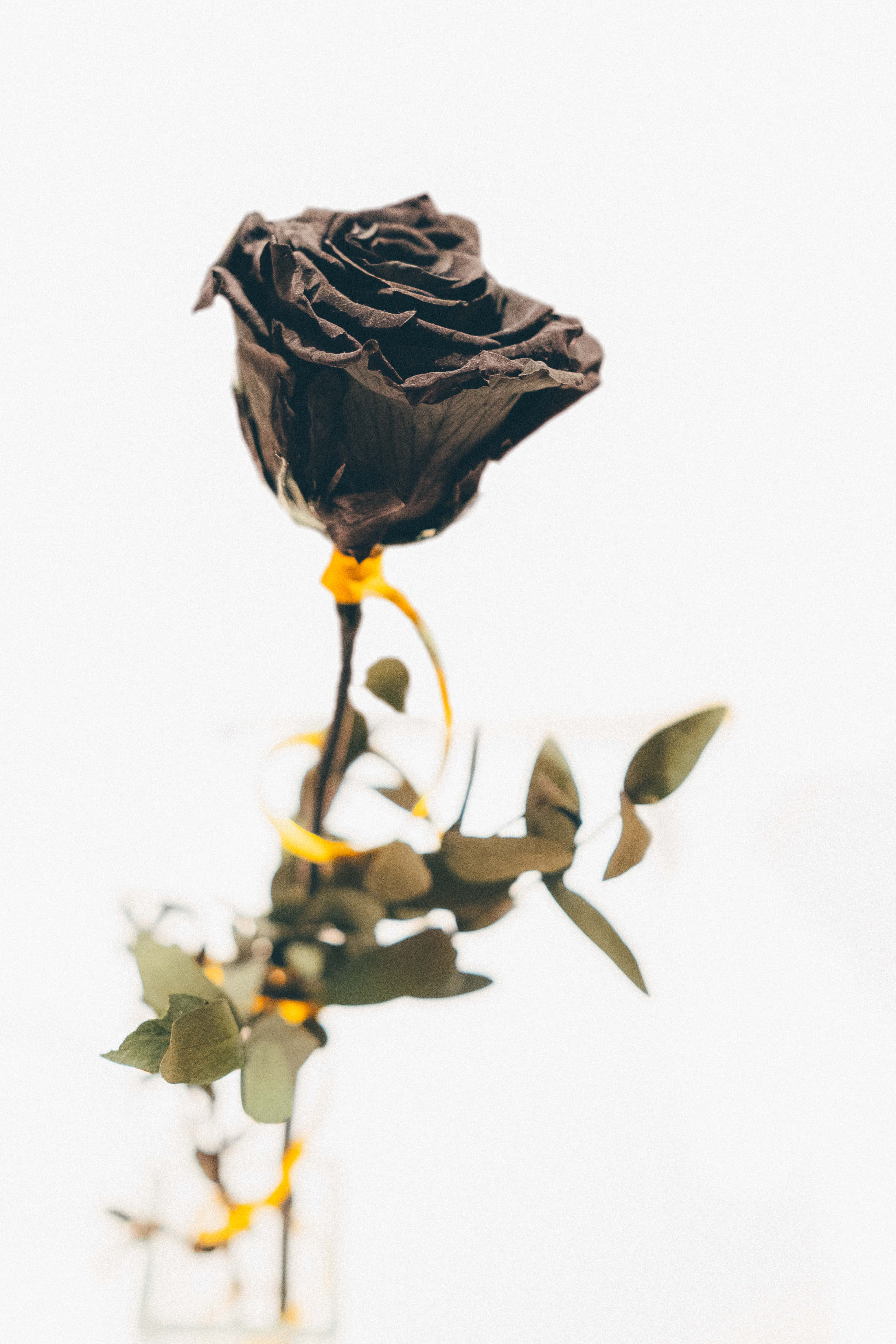 Black Rose, gold ribbon, dried black rose, 4K Phone Wallpaper