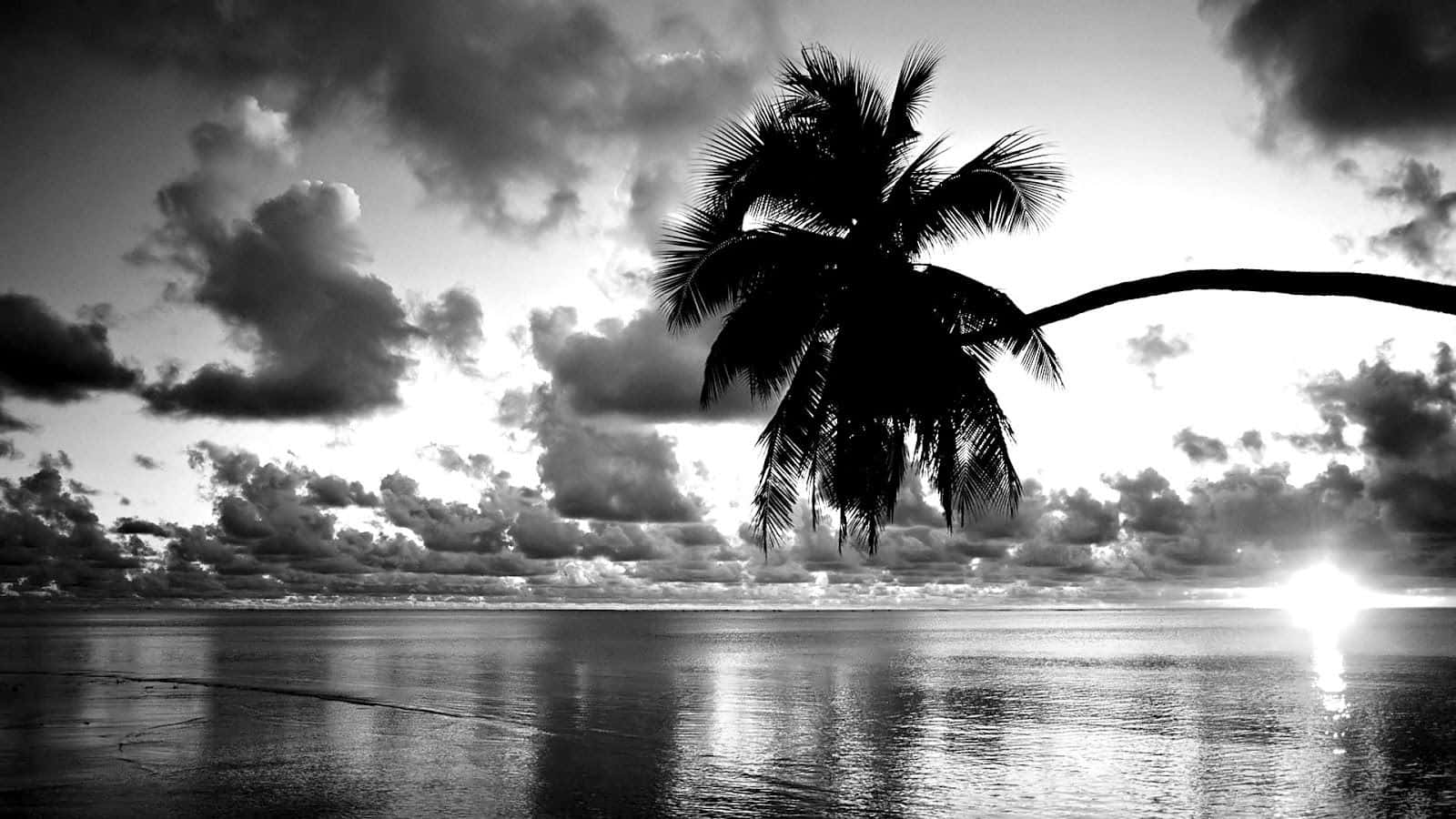 black and white beach, palm tree, cloudy sky, HD Desktop Wallpaper
