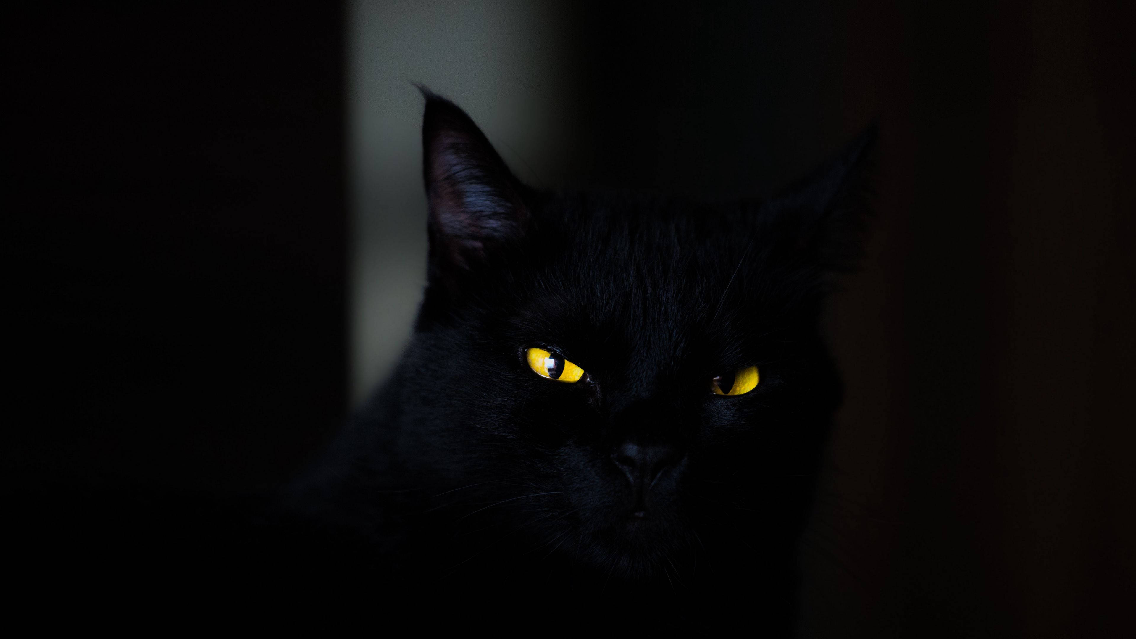Black Screen 4K, cat, glowing yellow eyes, 4K Desktop Wallpaper
