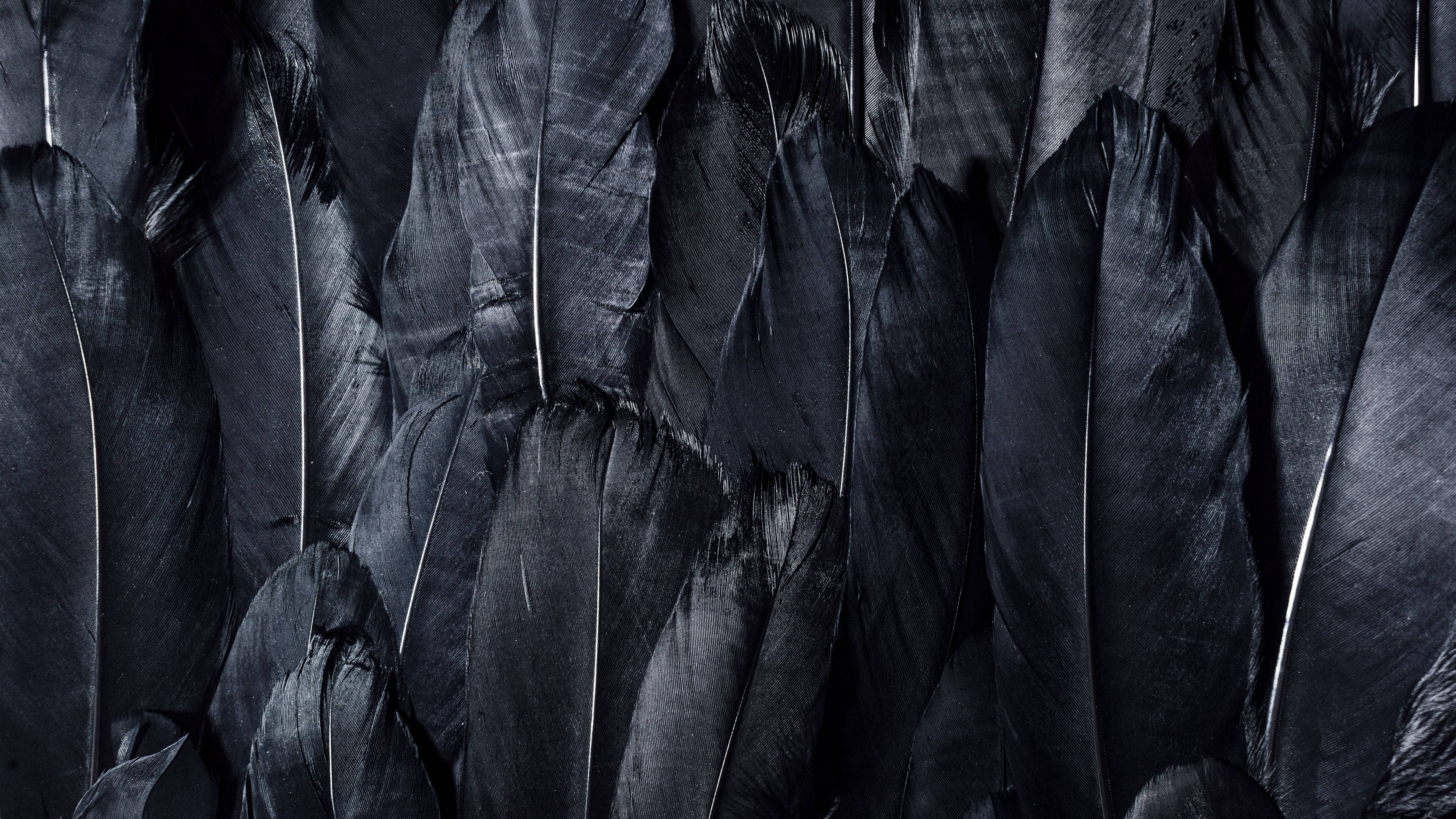 Black Screen 4K, feathers, silver highlights, 4K Desktop Wallpaper