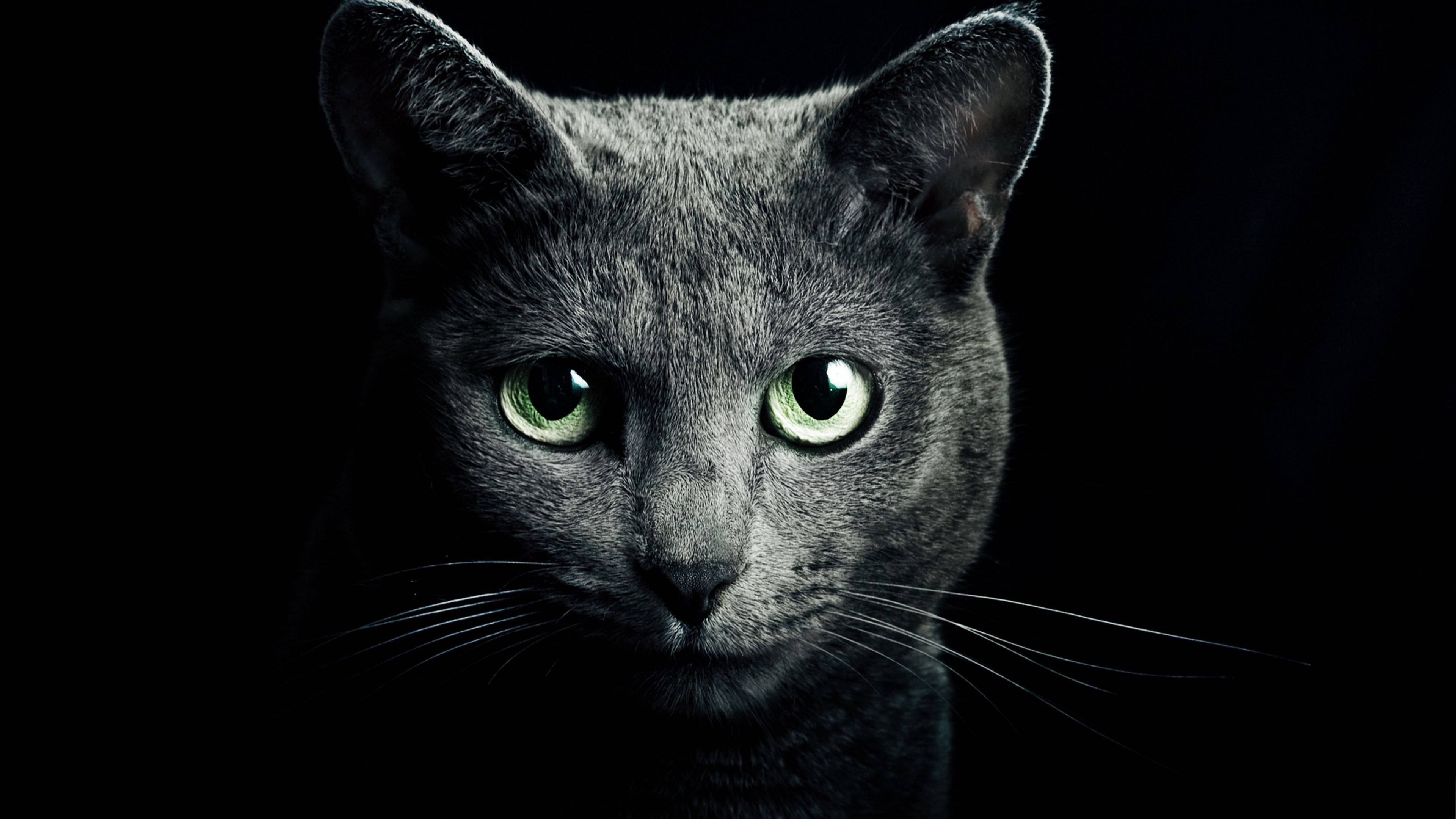 Black Screen 4K, gray cat, glowing green eyes, 4K Desktop Wallpaper