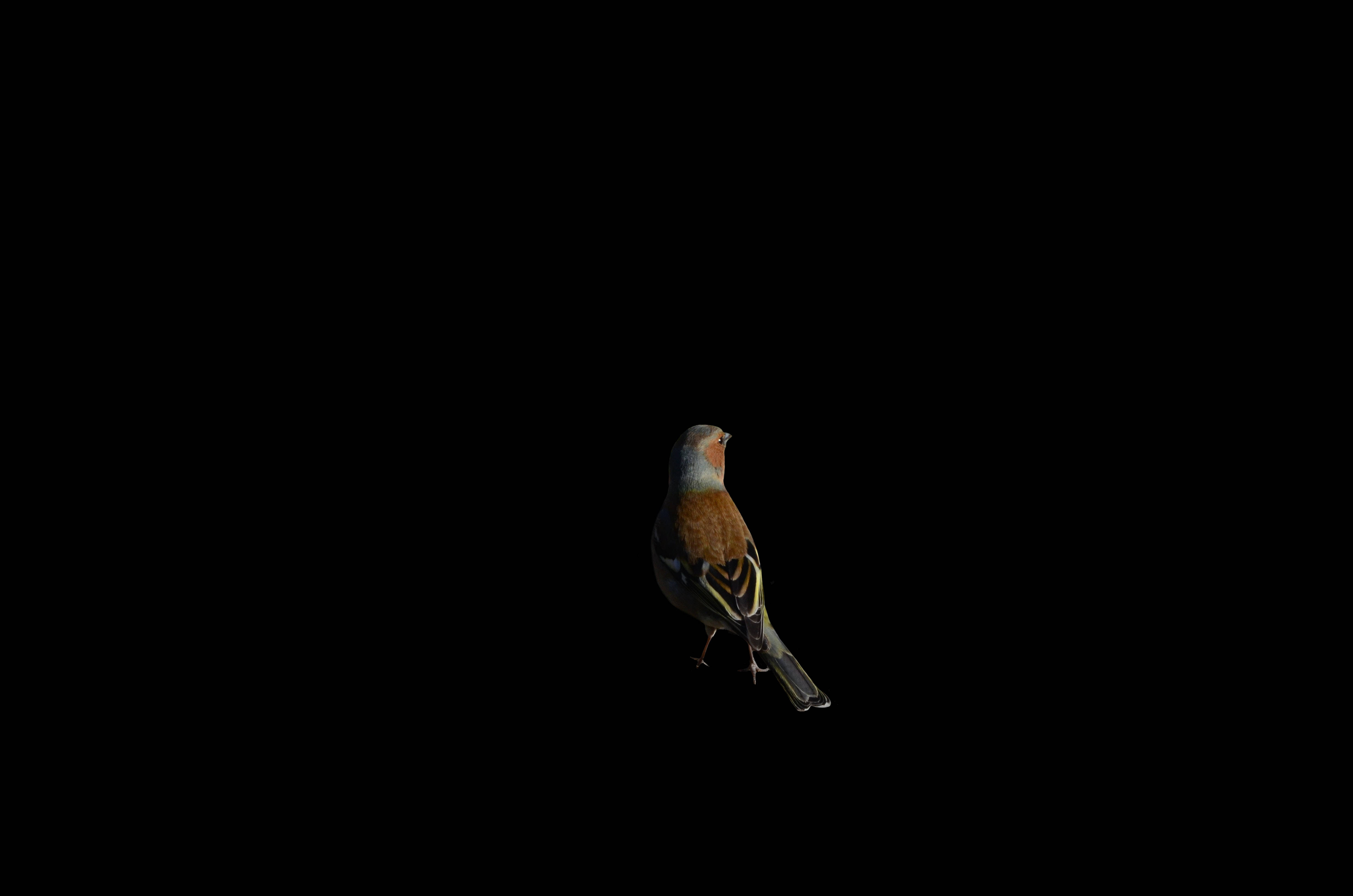 Chaffinch Bird, black screen, 4K, 4K Desktop Wallpaper