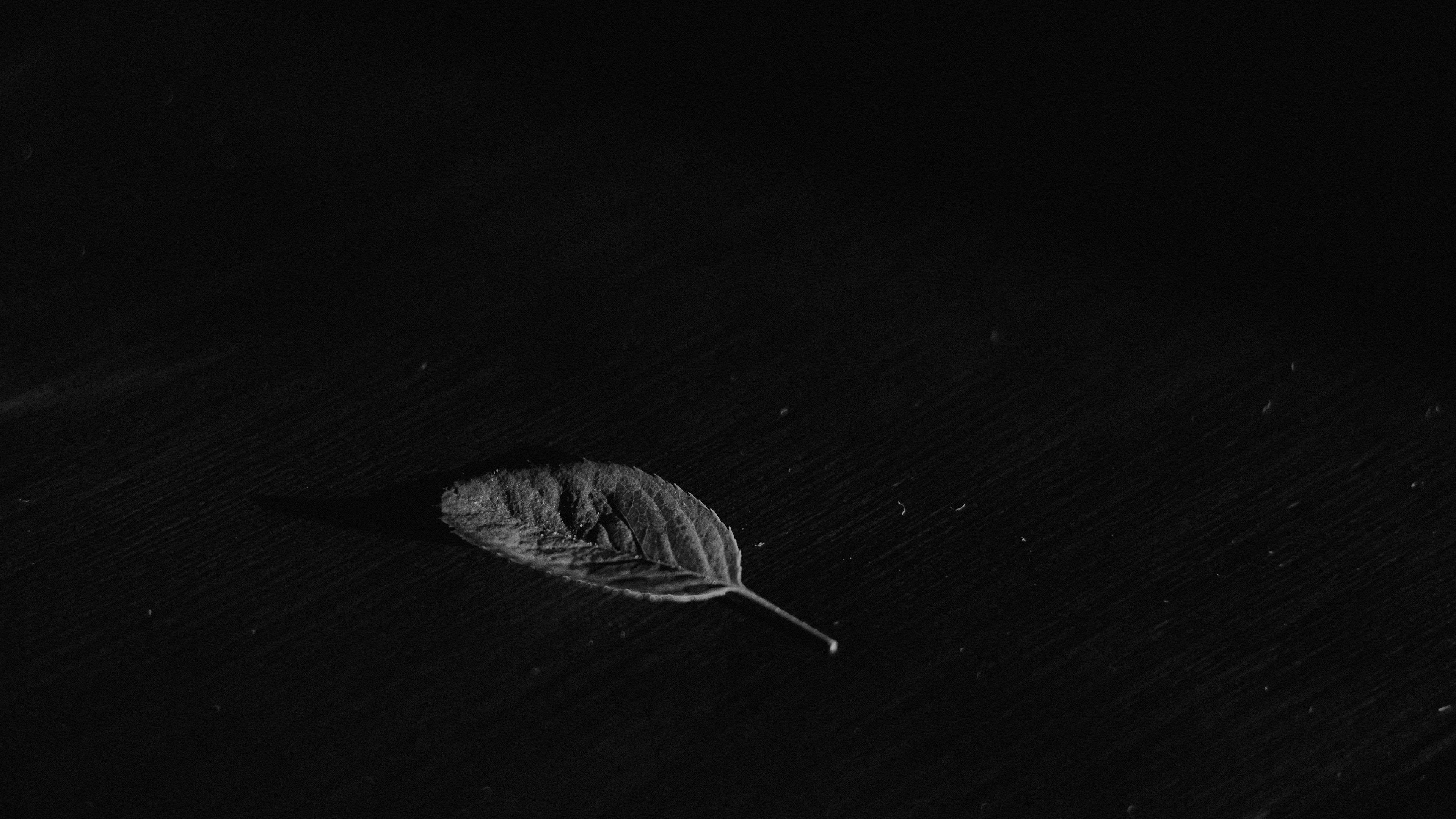 Black Screen 4K, dried leaf, dark wooden surface, 4K Desktop Wallpaper