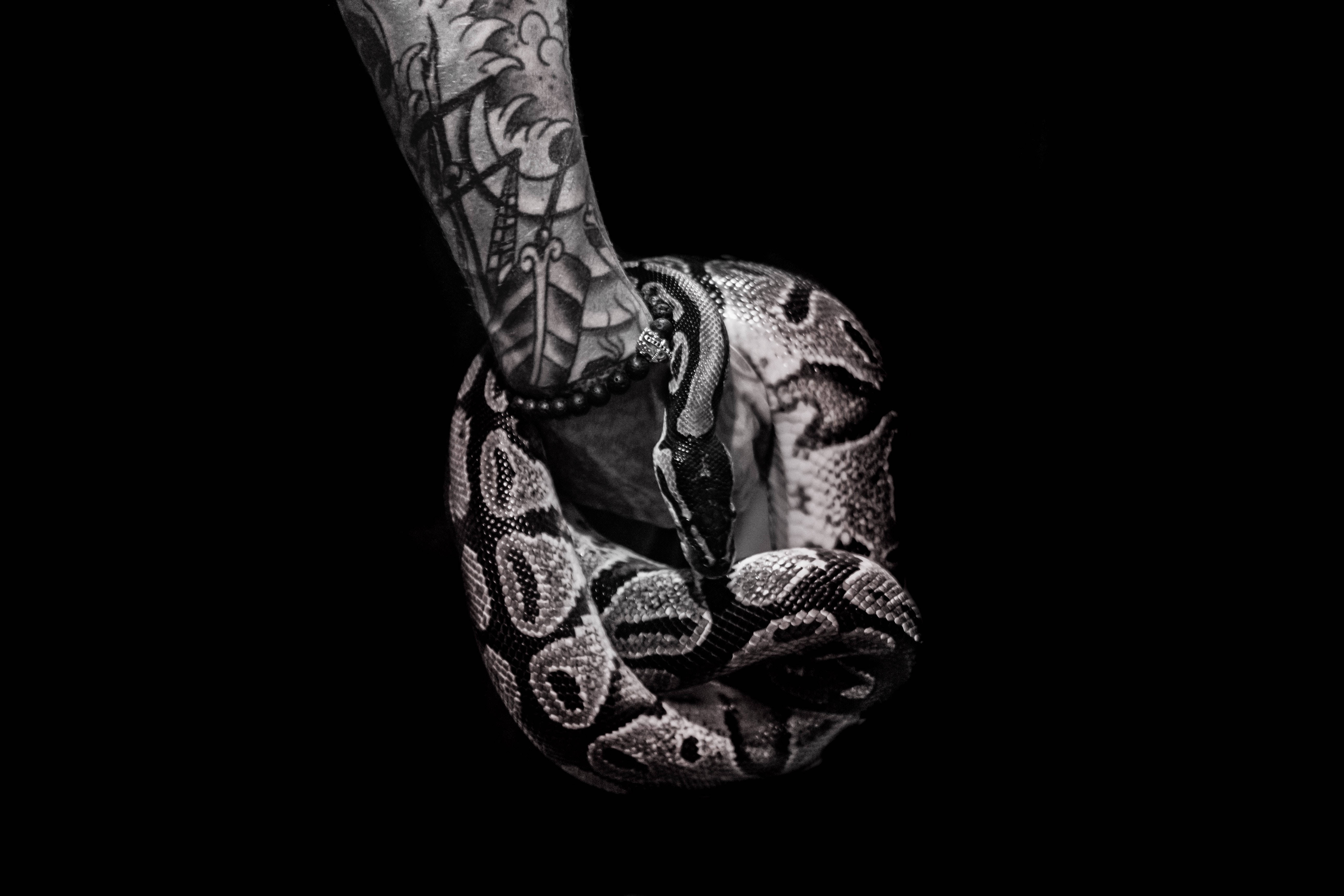 snake, black screen, tattooed arm, 5K Desktop Wallpaper