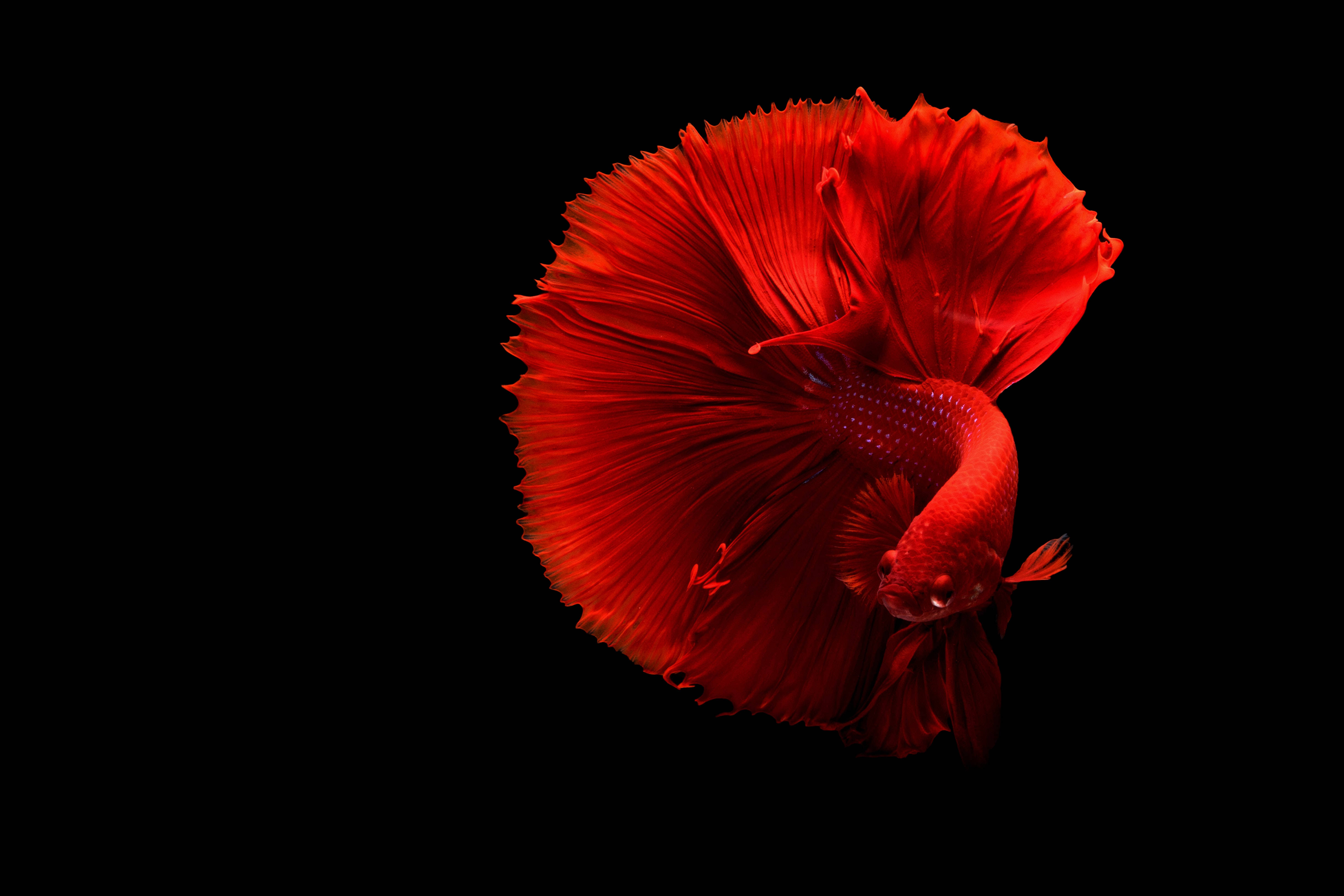red betta fish, flowing fins, pure black background, 4K Desktop Wallpaper