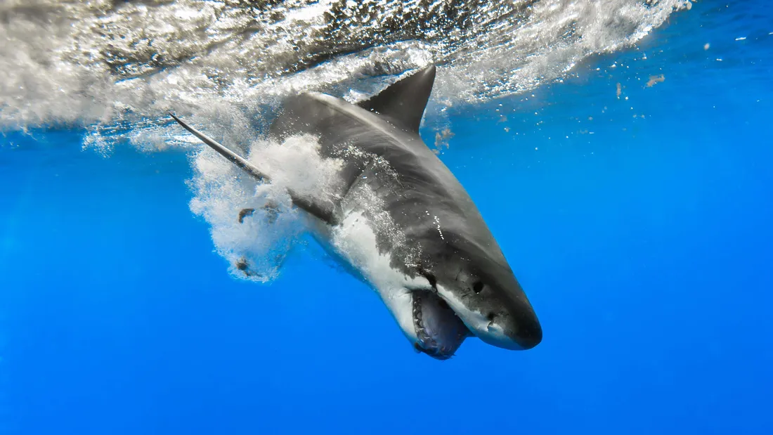 Black Shark