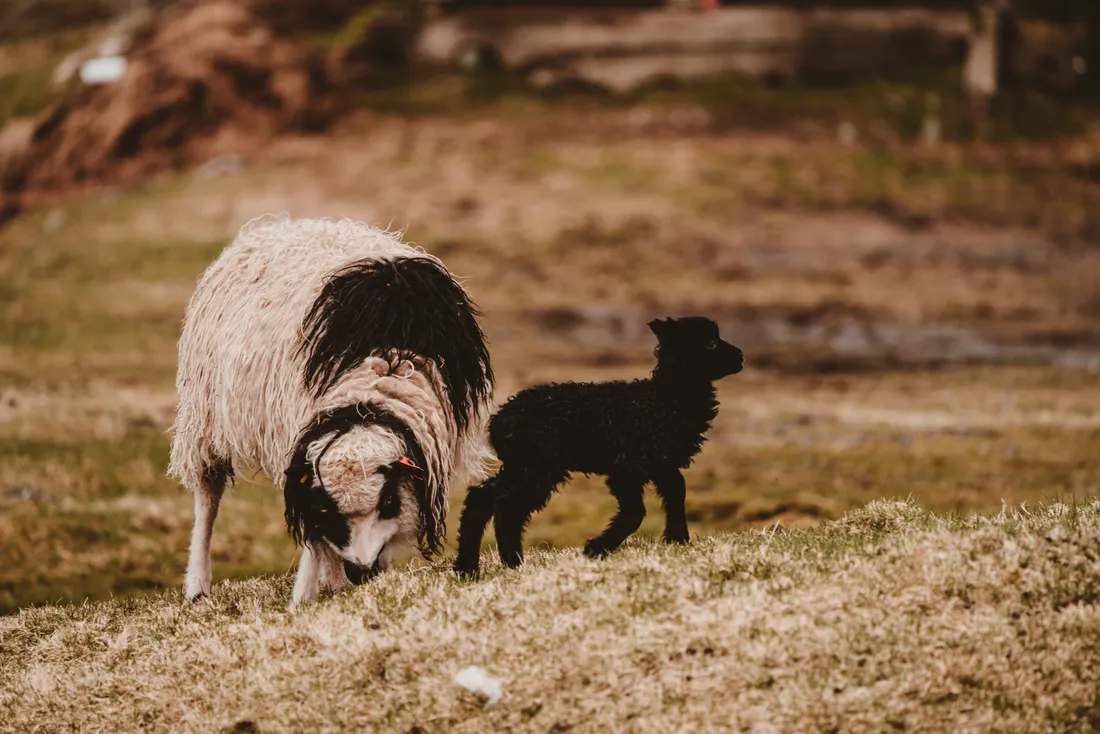 Black Sheep