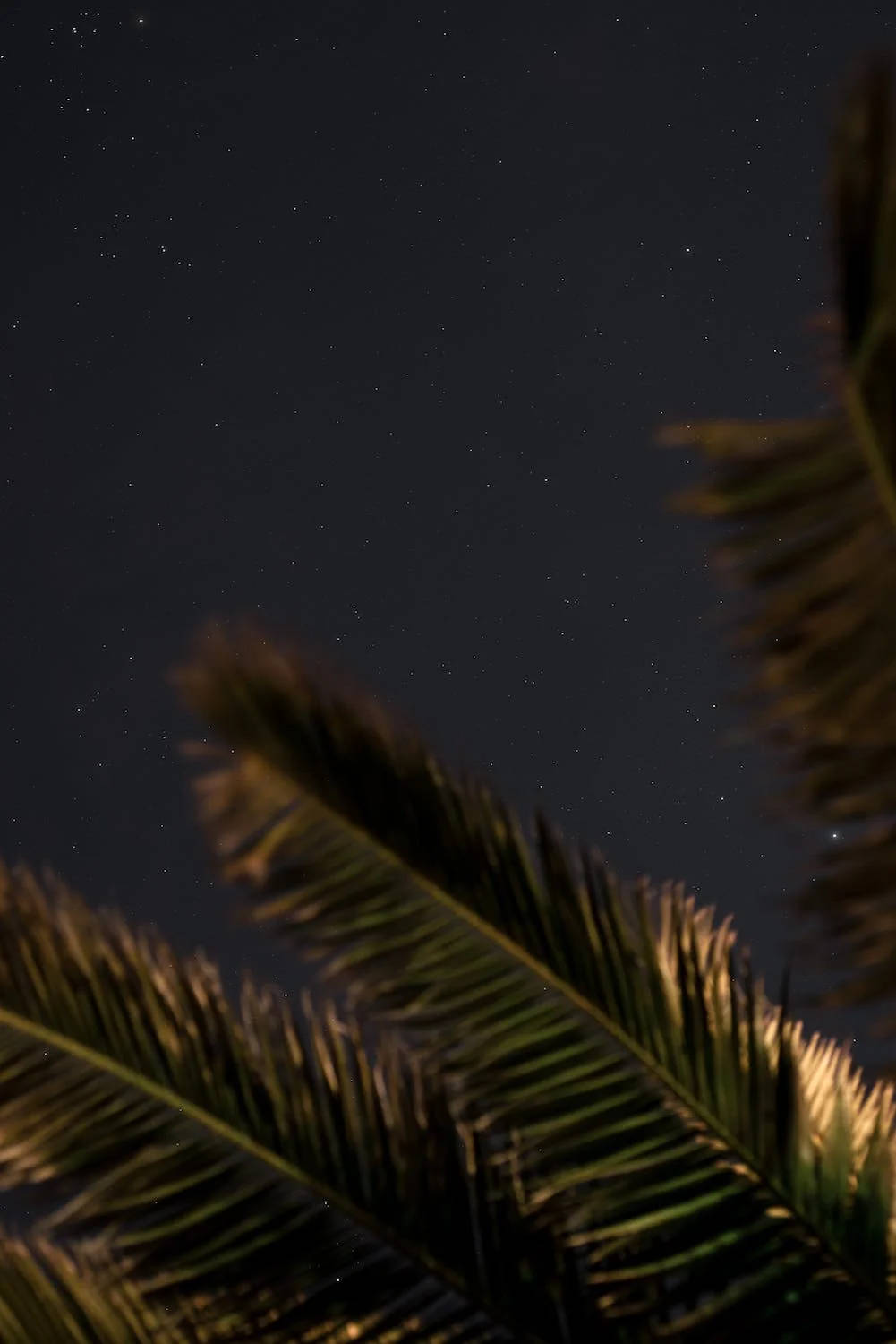 Green Palm Leaves, Black Stars, starry night sky, HD Phone Wallpaper