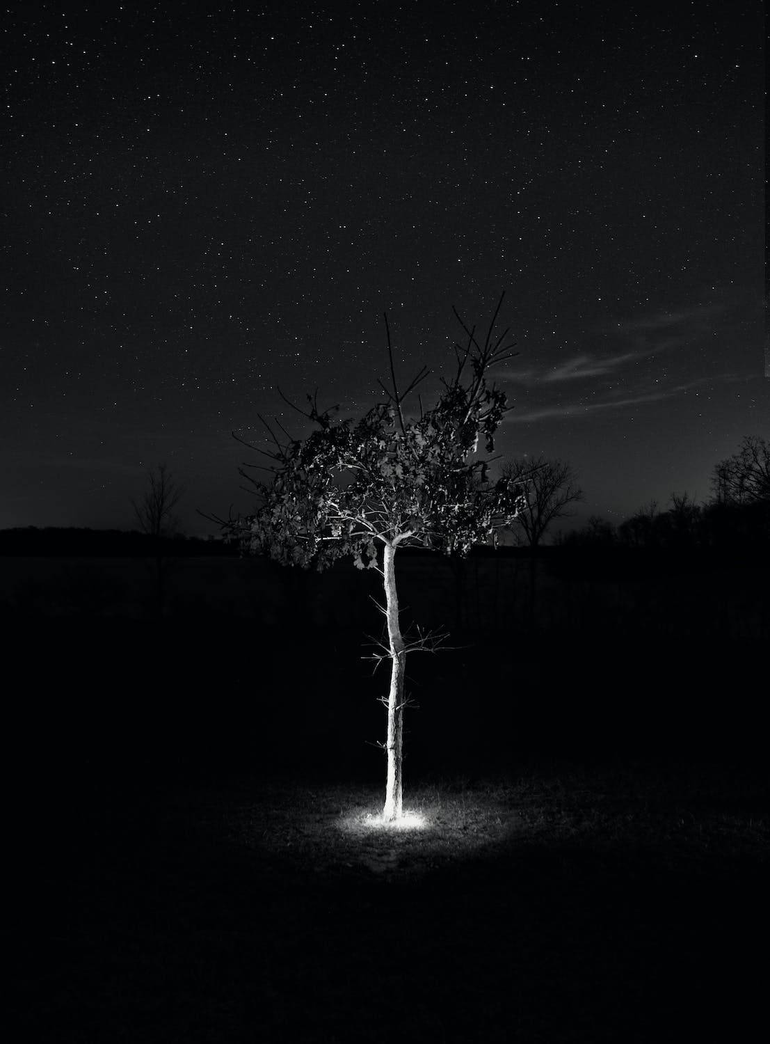 Tree Black Stars, starry night sky, black and white composition, HD Phone Wallpaper