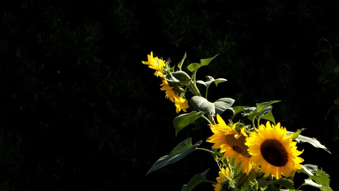 Black Sunflower