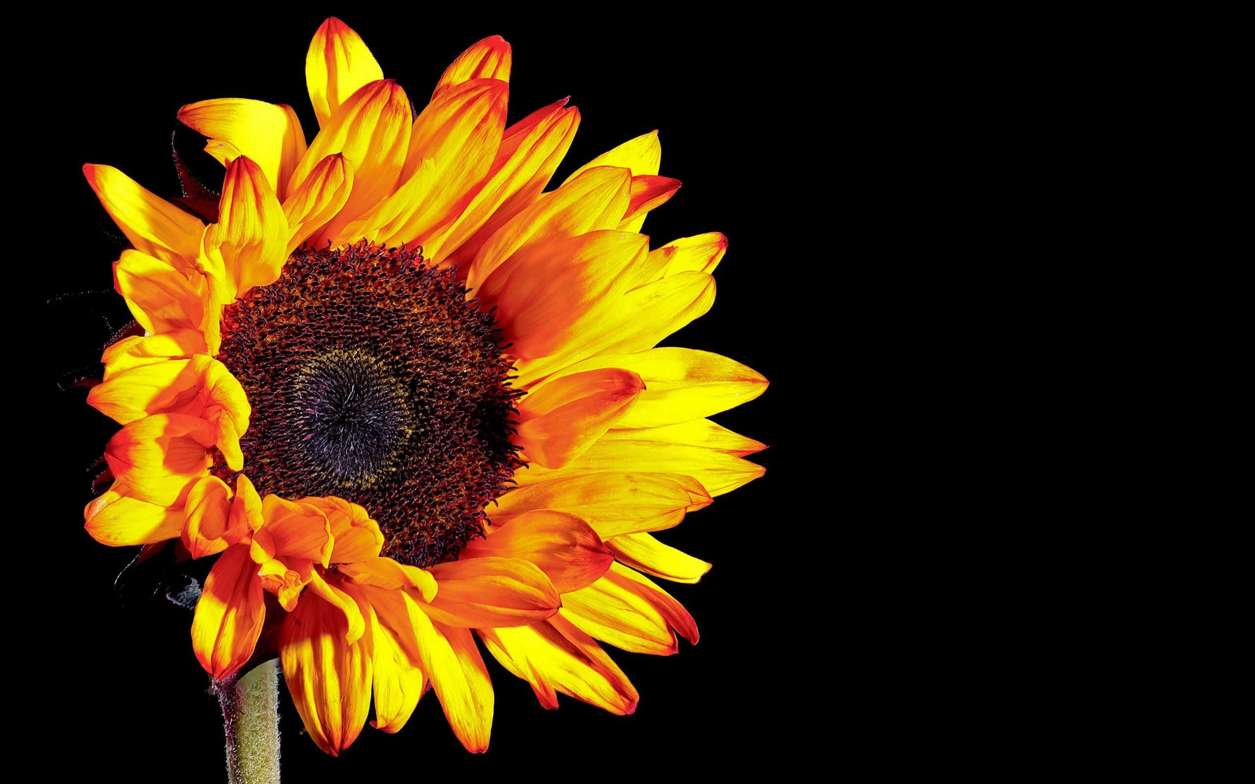 Black Sunflower, fiery orange, yellow petals, 2K Desktop Wallpaper