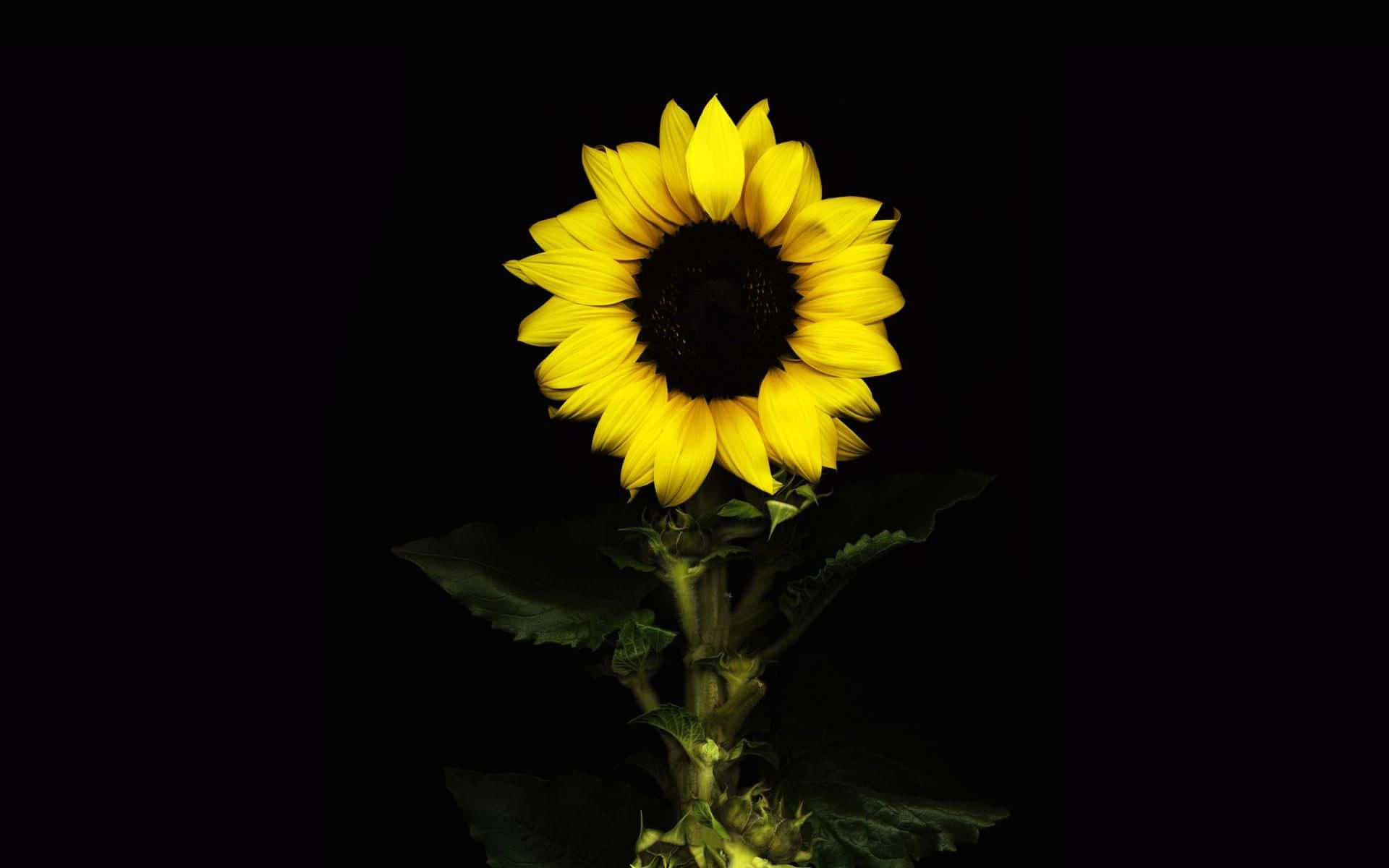 Black Sunflower, vibrant sunflower, bright yellow petals, Full HD Desktop Wallpaper