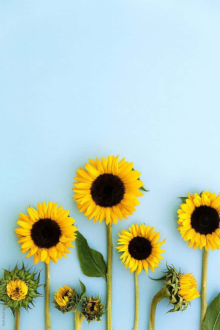 Black Sunflower, light blue background, sunflowers, SD Phone Wallpaper