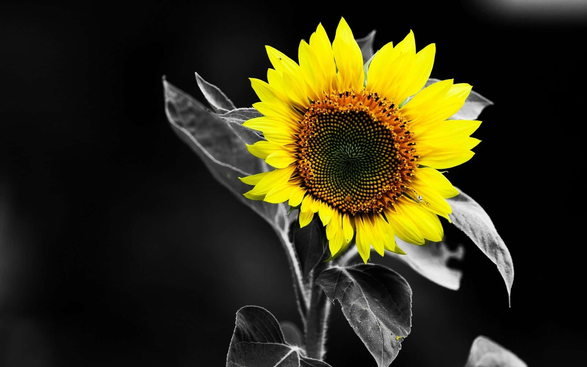 Black Sunflower, vibrant yellow sunflower, stark black and white background, Full HD Desktop Wallpaper