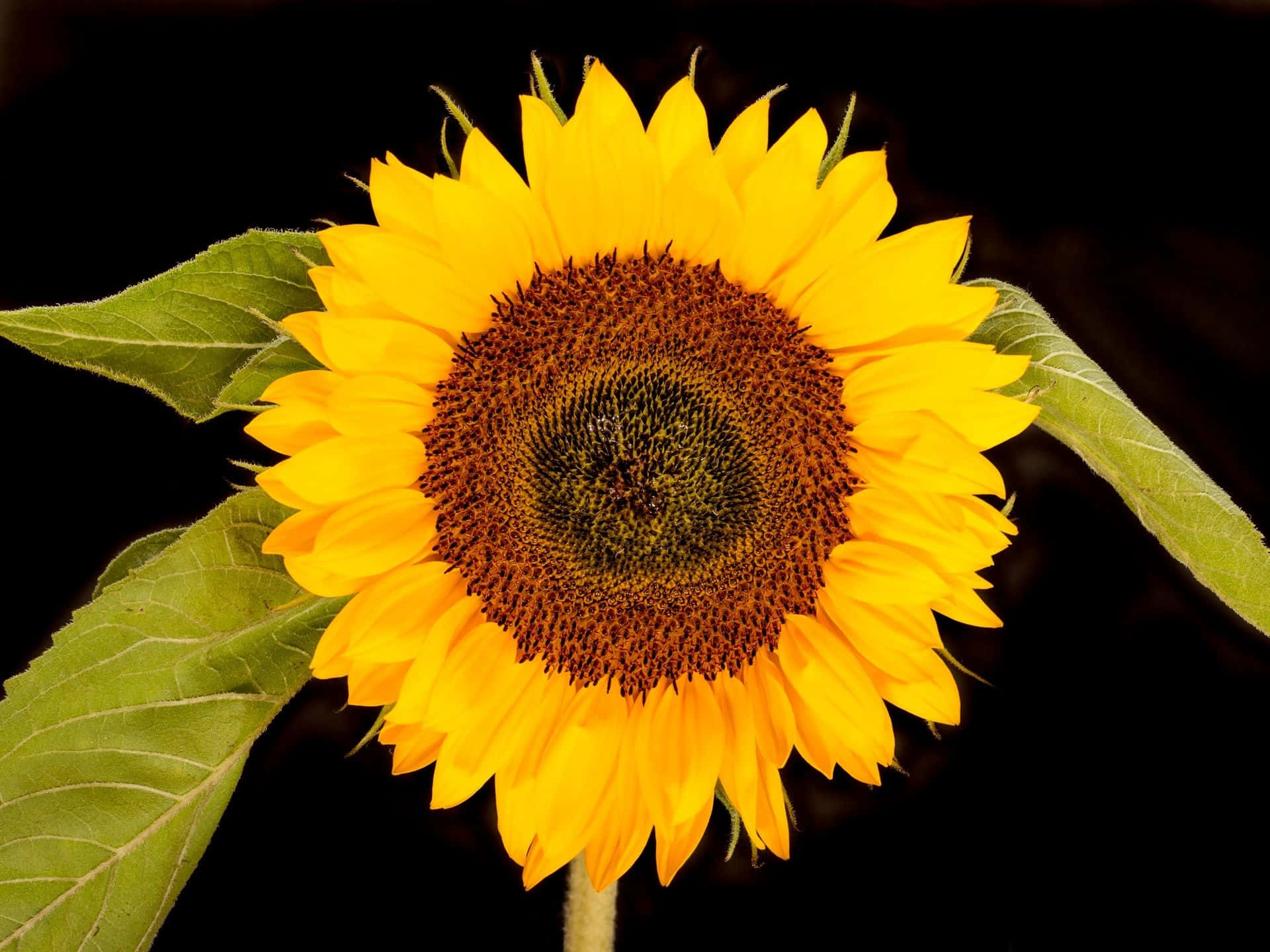 sunflower, black background, bright yellow petals, Full HD Desktop Wallpaper